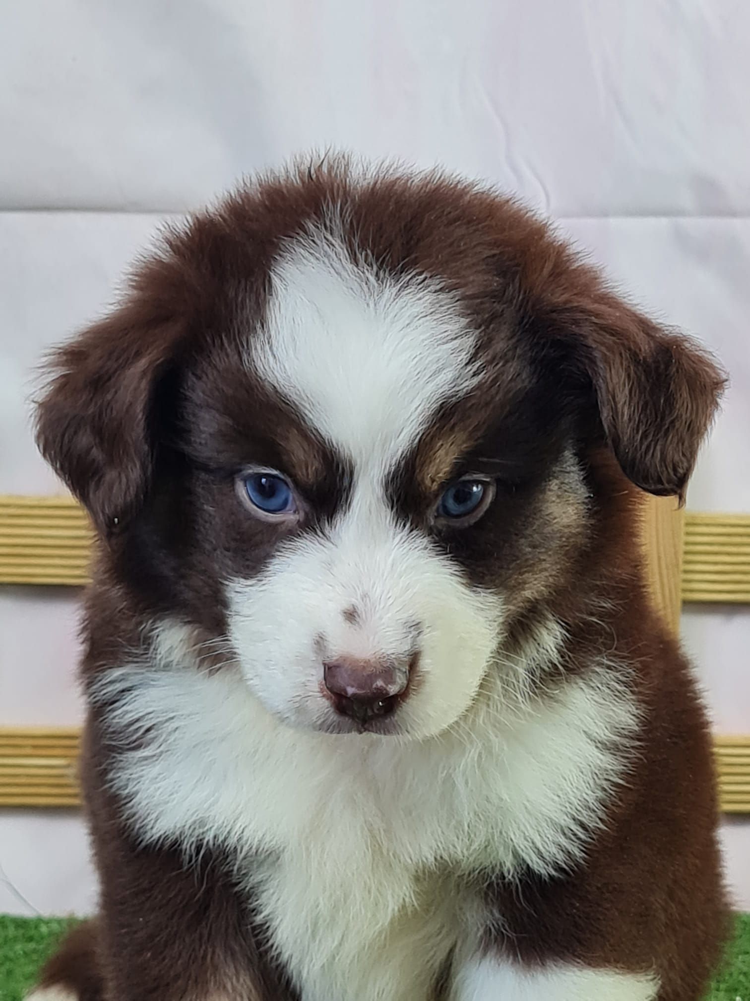 Chiot berger américain miniature mâle rouge tricolore