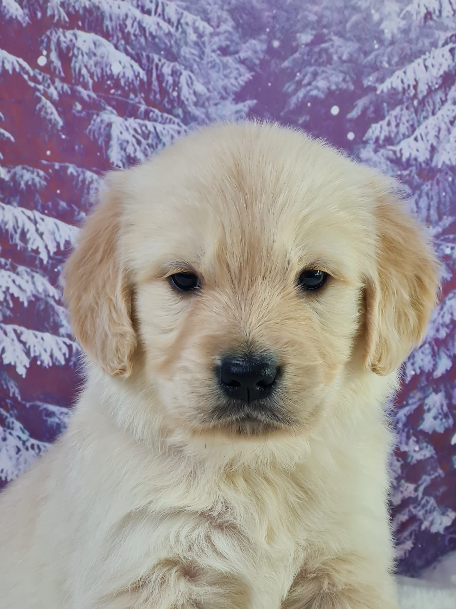 Chiot golden retriever mâle
