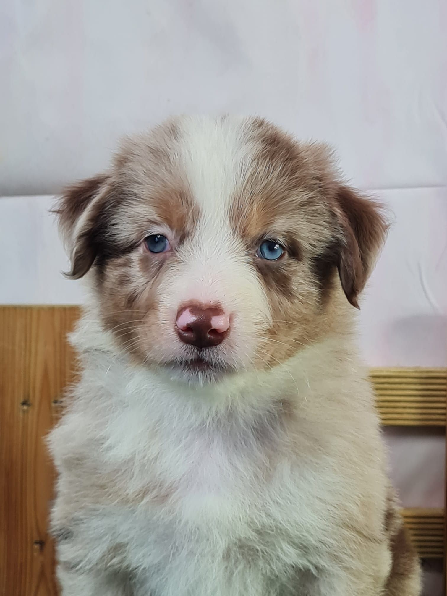 Portrait chiot berger américain miniature rouge merle