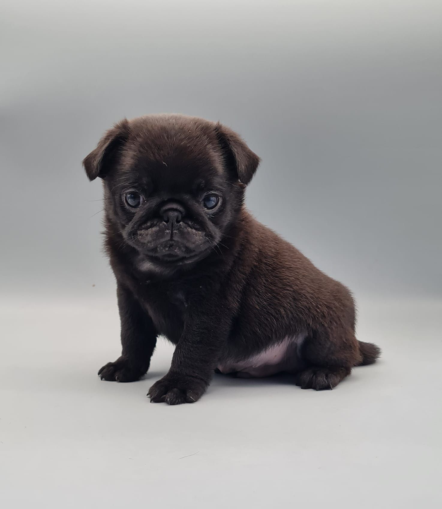 Chiot carlin mâle noir