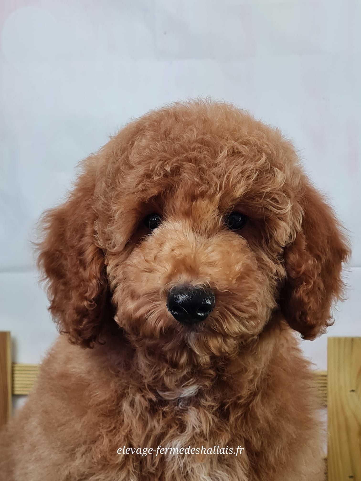 Chiot caniche nain mâle abricot