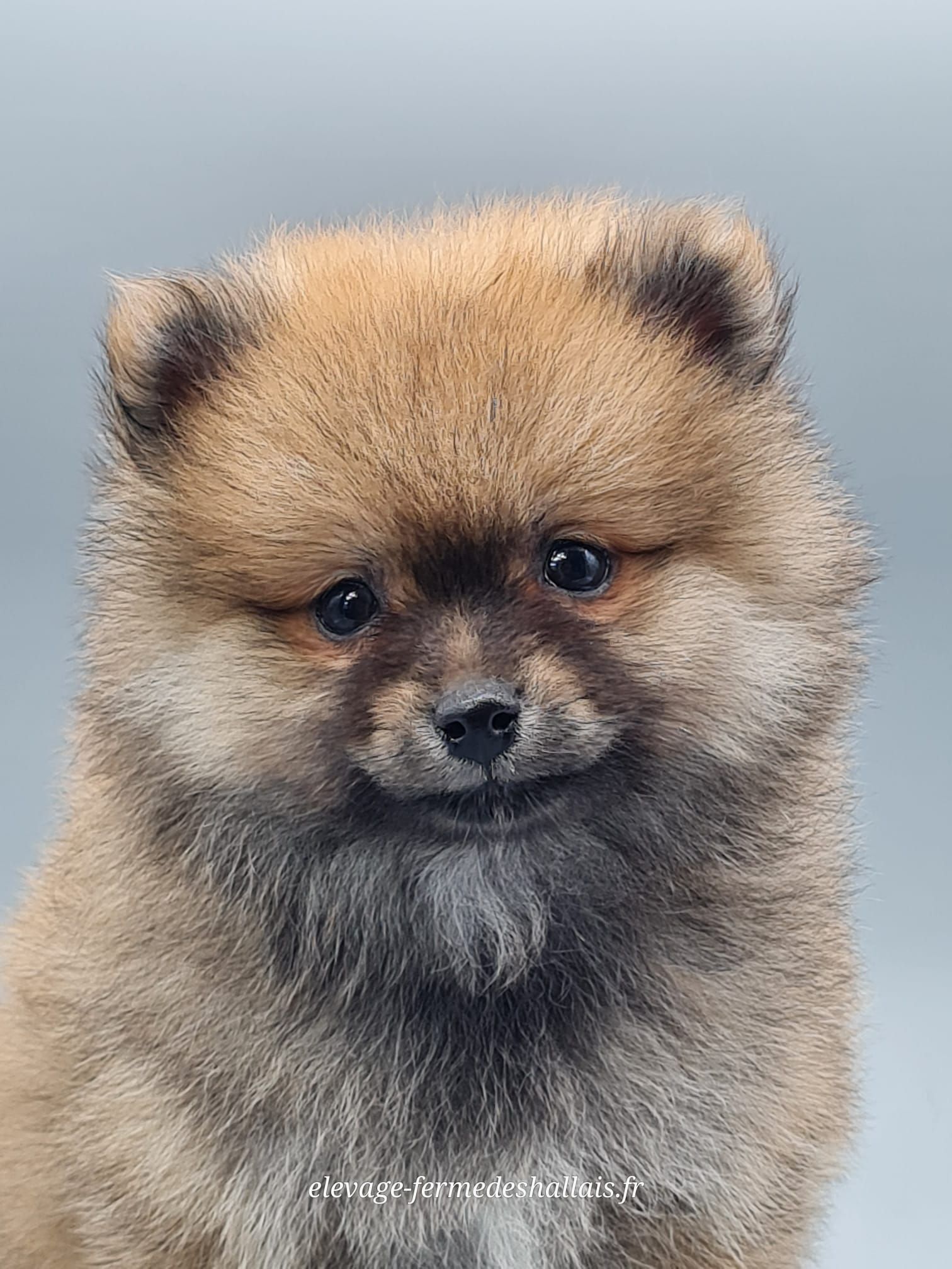 Chiot spitz allemand nain mâle