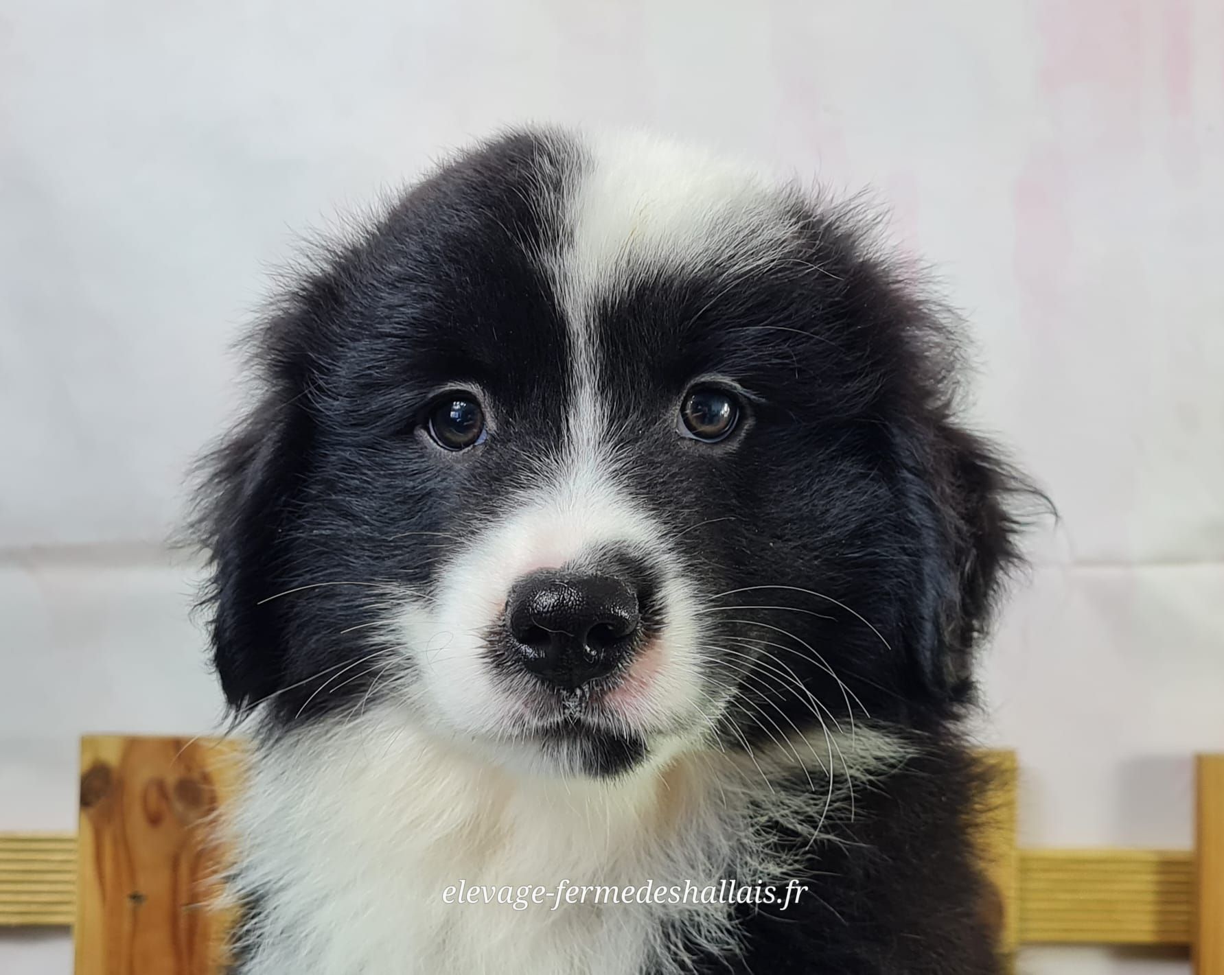 Chiot berger américain miniature mâle noir tricolore