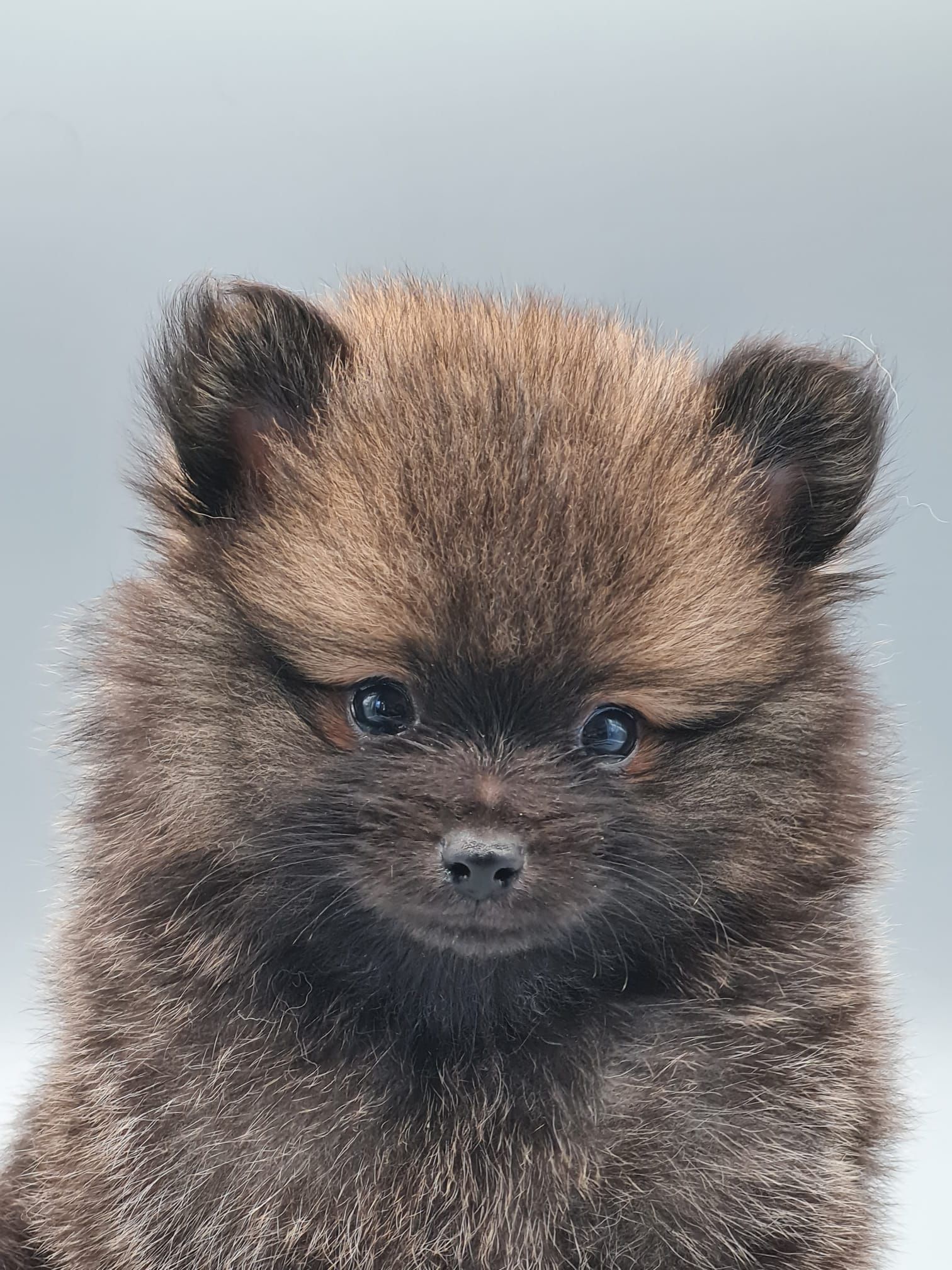 Chiot spitz nain mâle