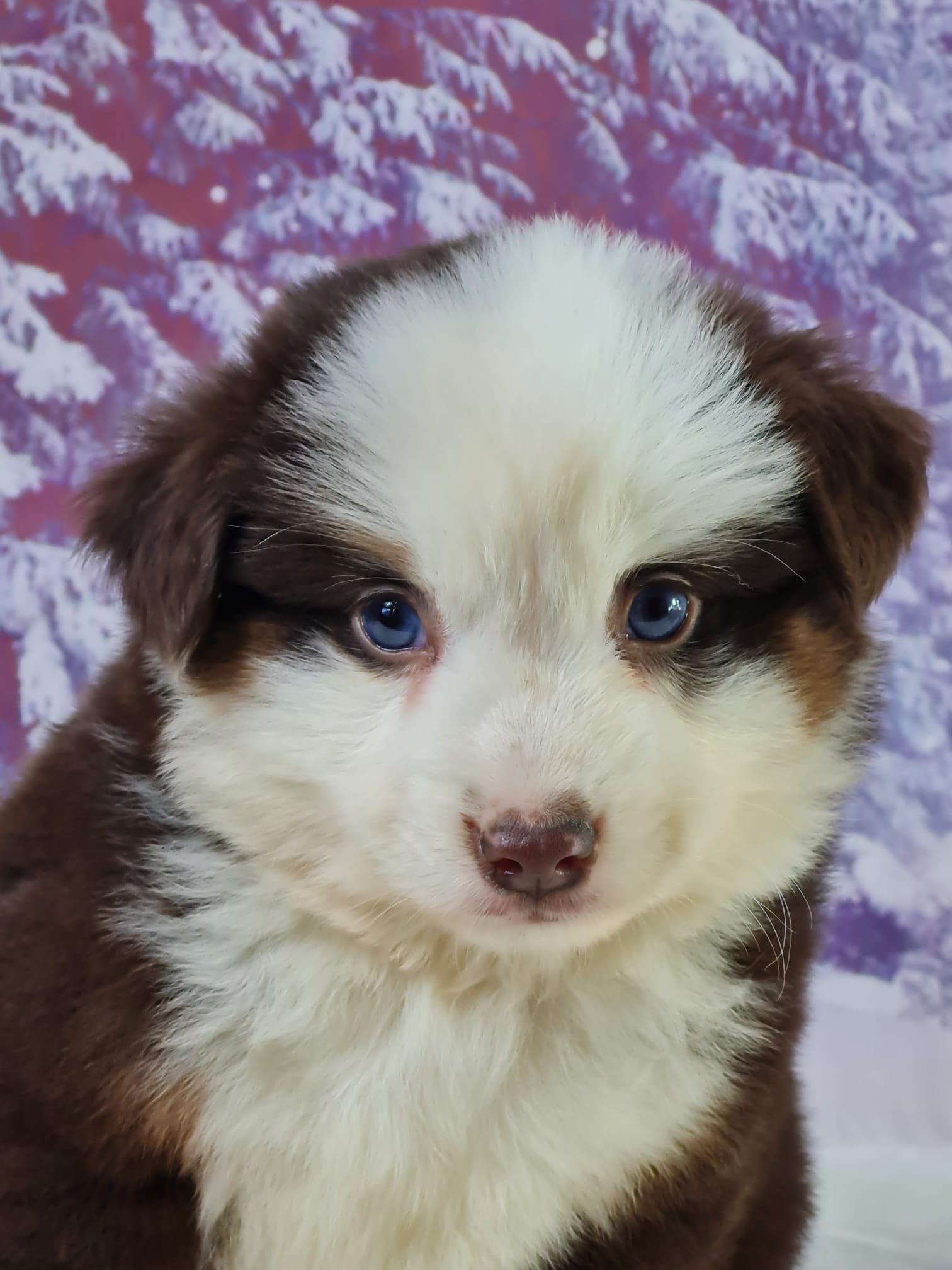 Chiot berger américain mâle rouge tricolore