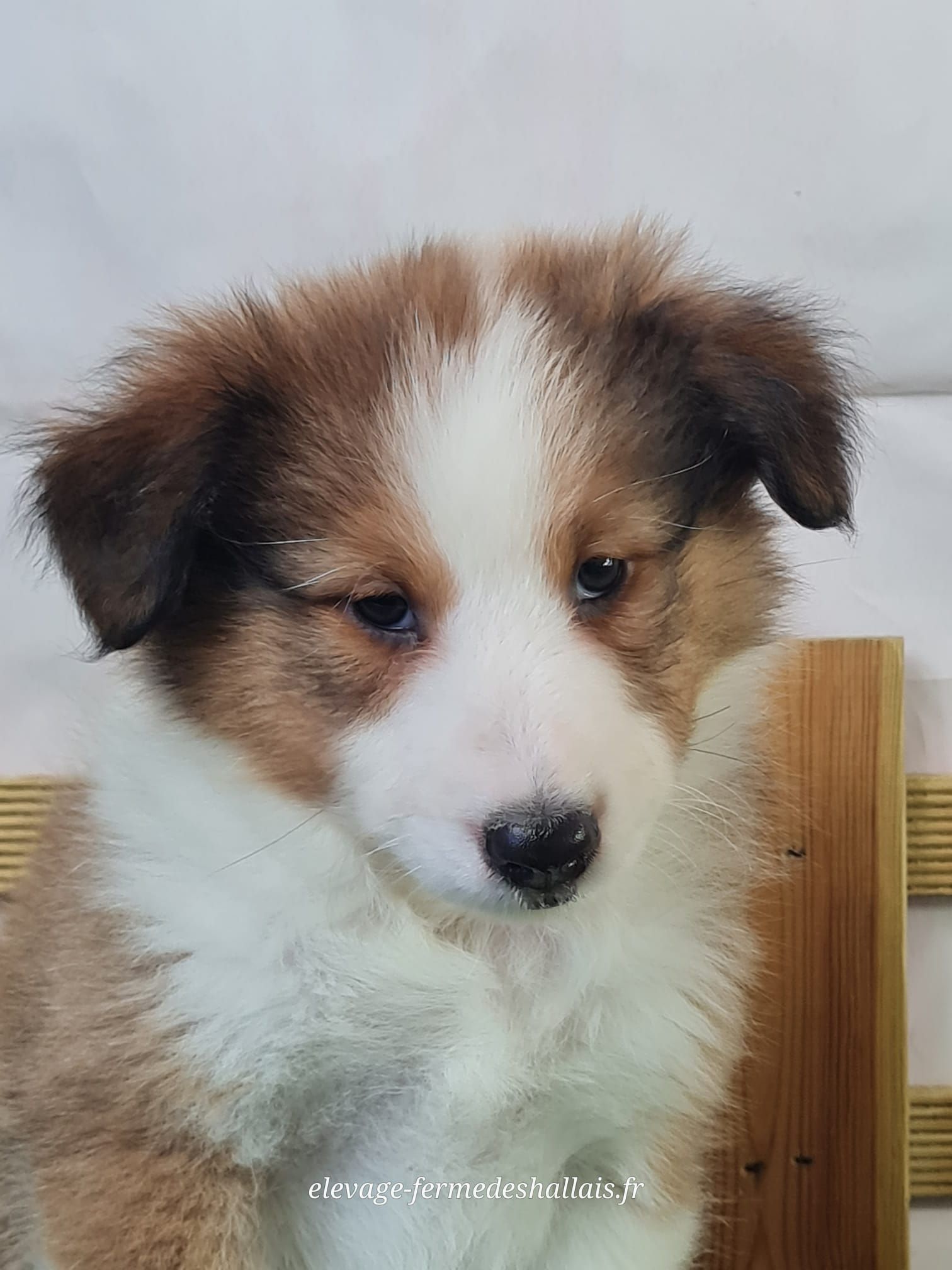 Chiot berger des shetland mâle zibeline