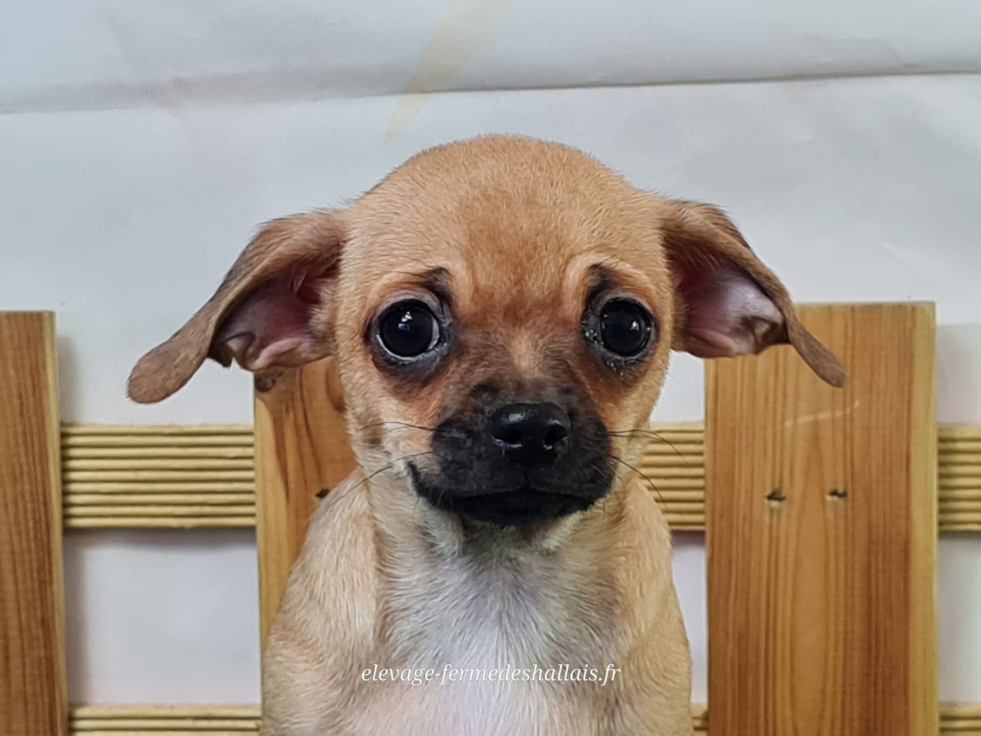 Chiot chihuahua mâle