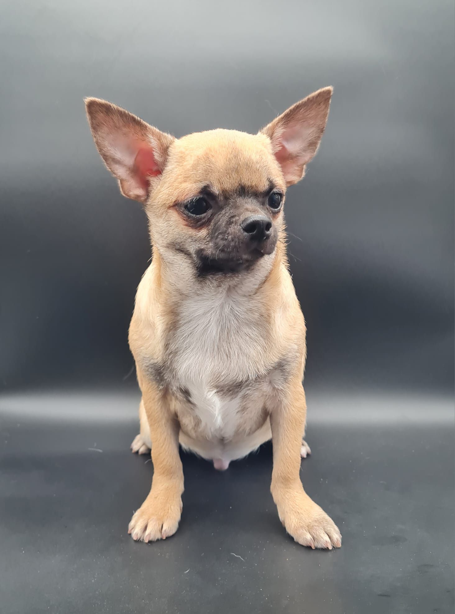 Chiot chihuahua mâle