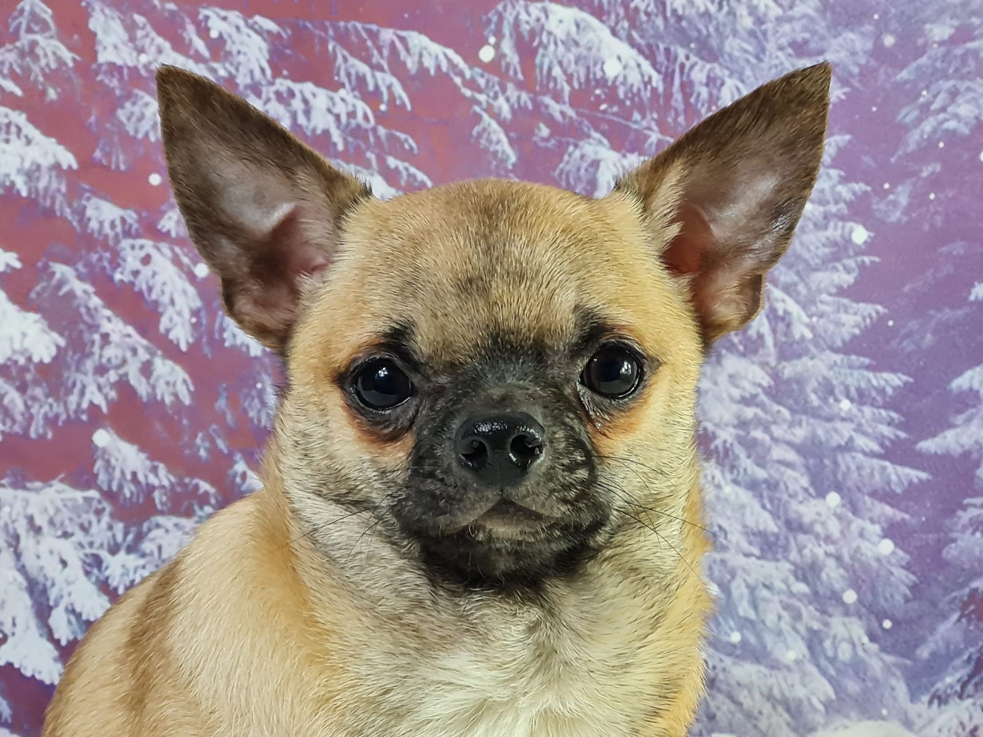 Chiot chihuahua mâle