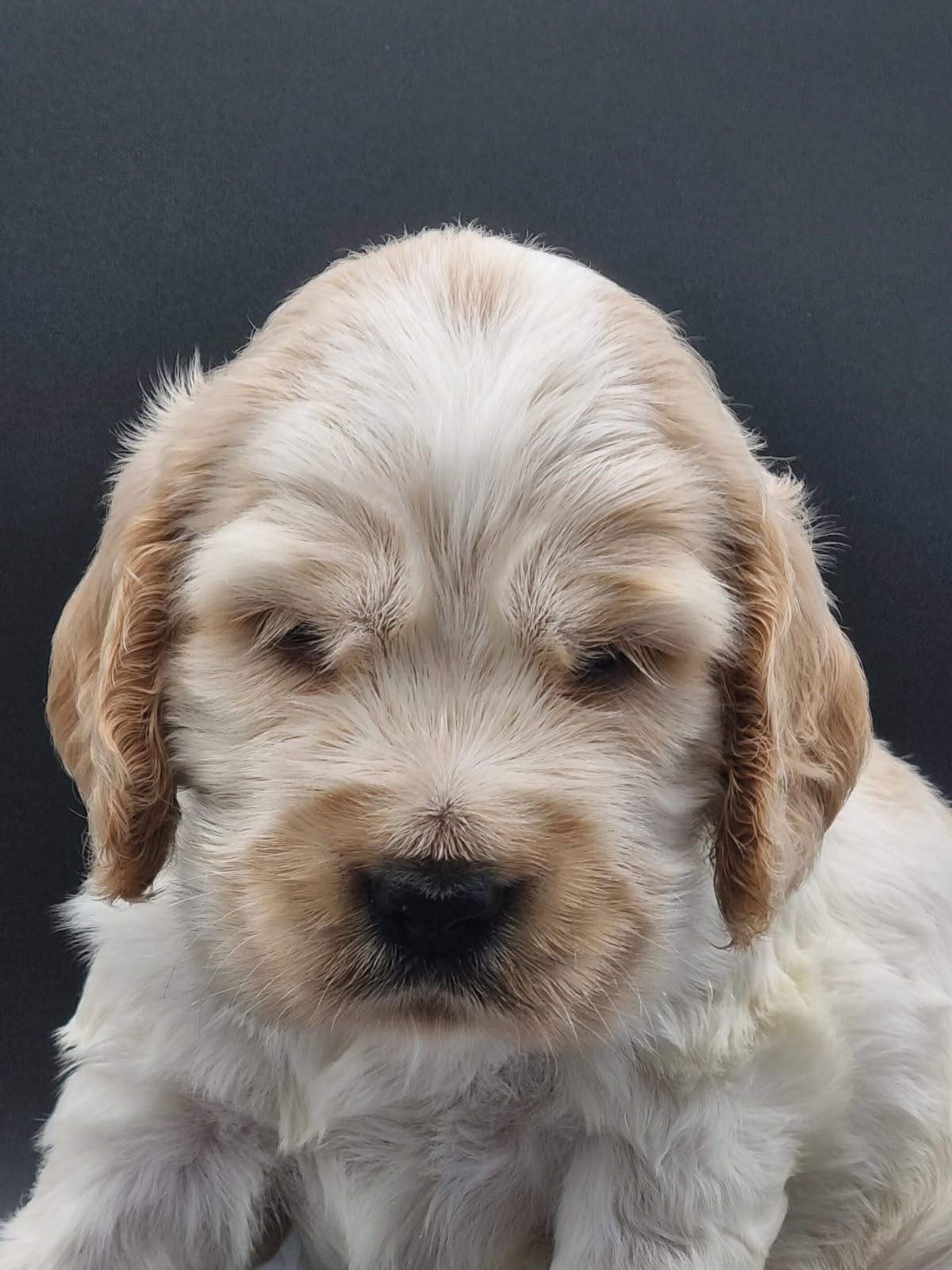 Chiot cocker anglais mâle