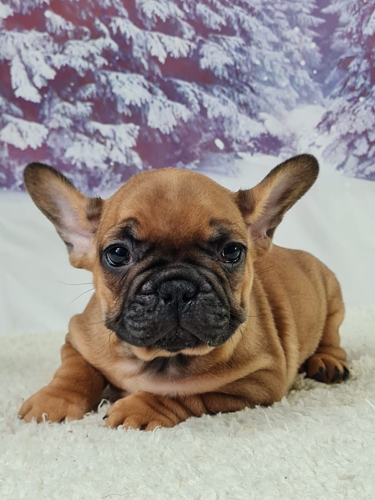 chiot fauve couché