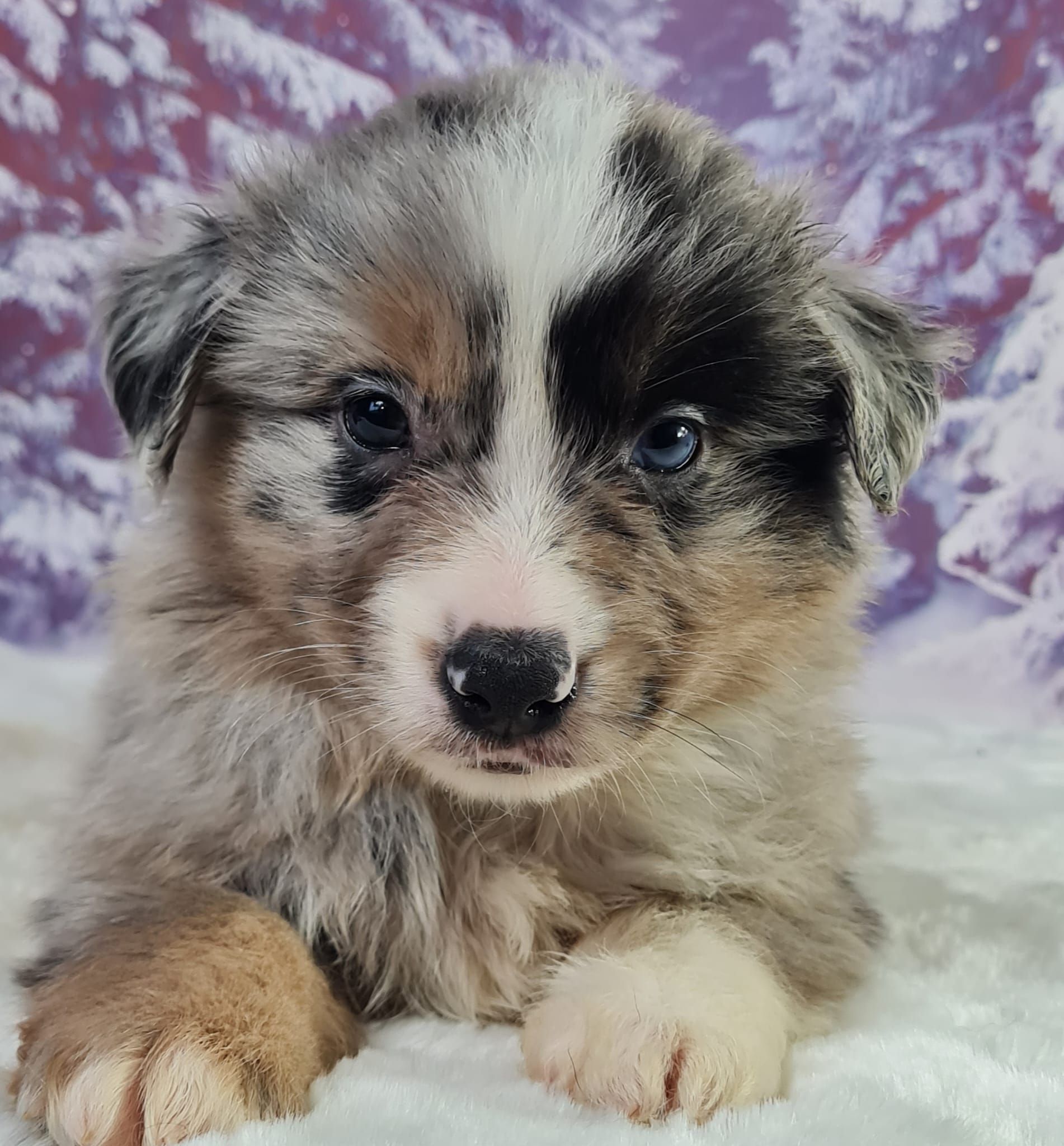 Chiot berger américain miniature mâle bleu merle