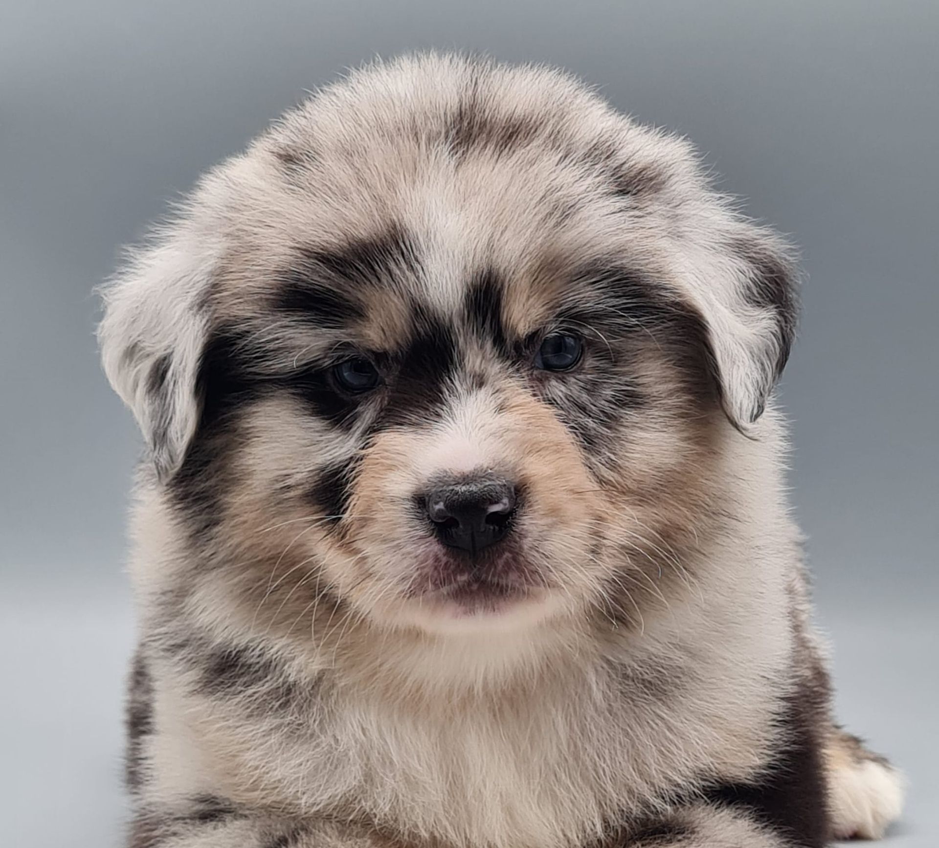 Chiot berger américain miniature mâle