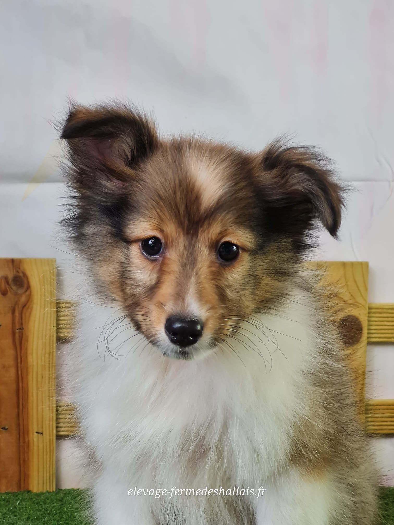 Chiot mâle berger des shetland