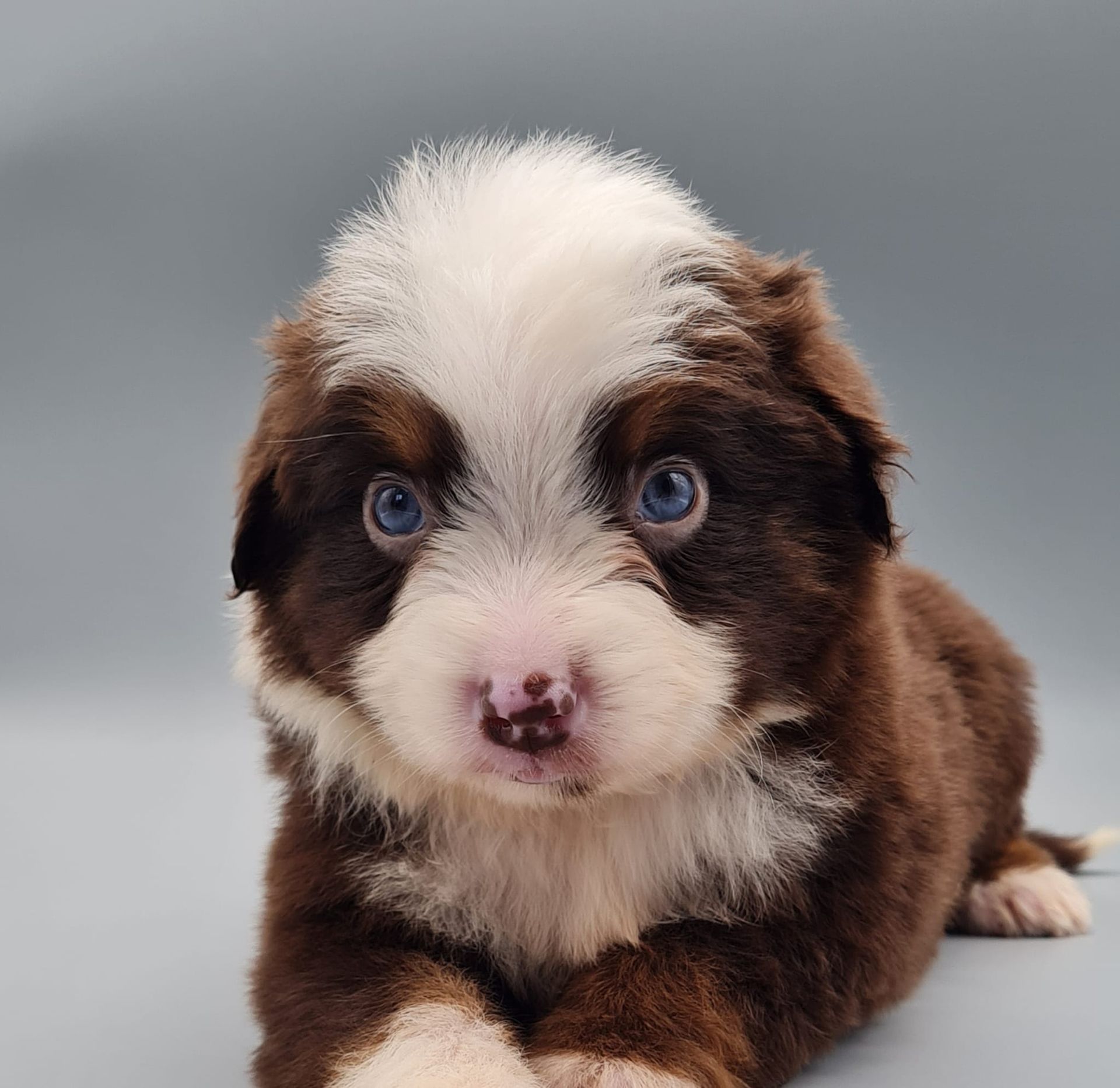 Chiot berger américain miniature mâle rouge tricolore