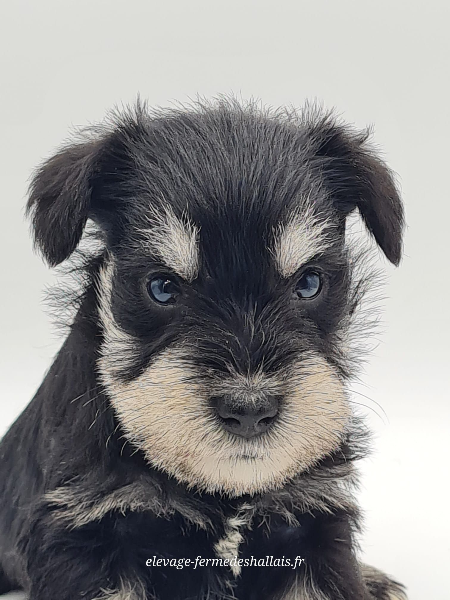 Chiot schnauzer nain noir et argent mâle