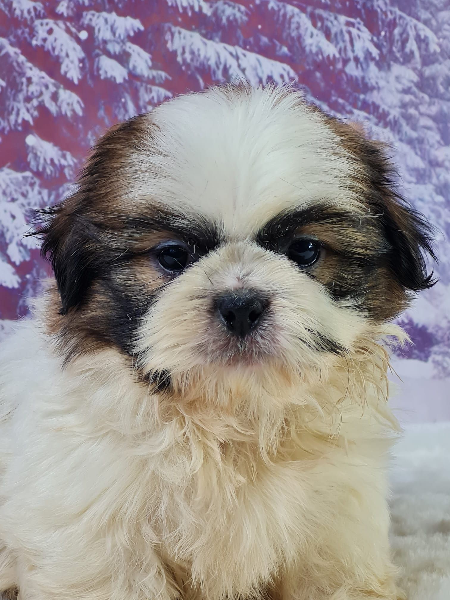 Chiot shih tzu mâle