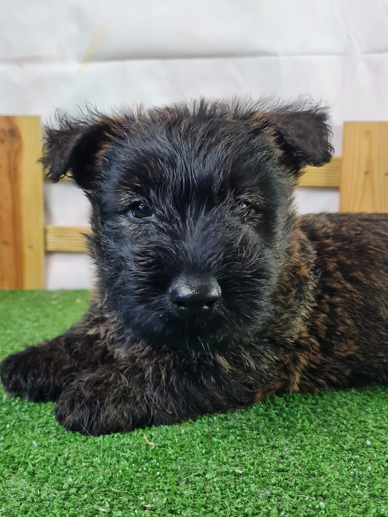Chiot scottish terrier mâle bringé