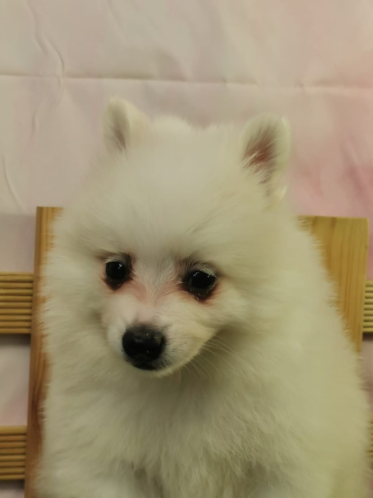 Chiot spitz volpino mâle