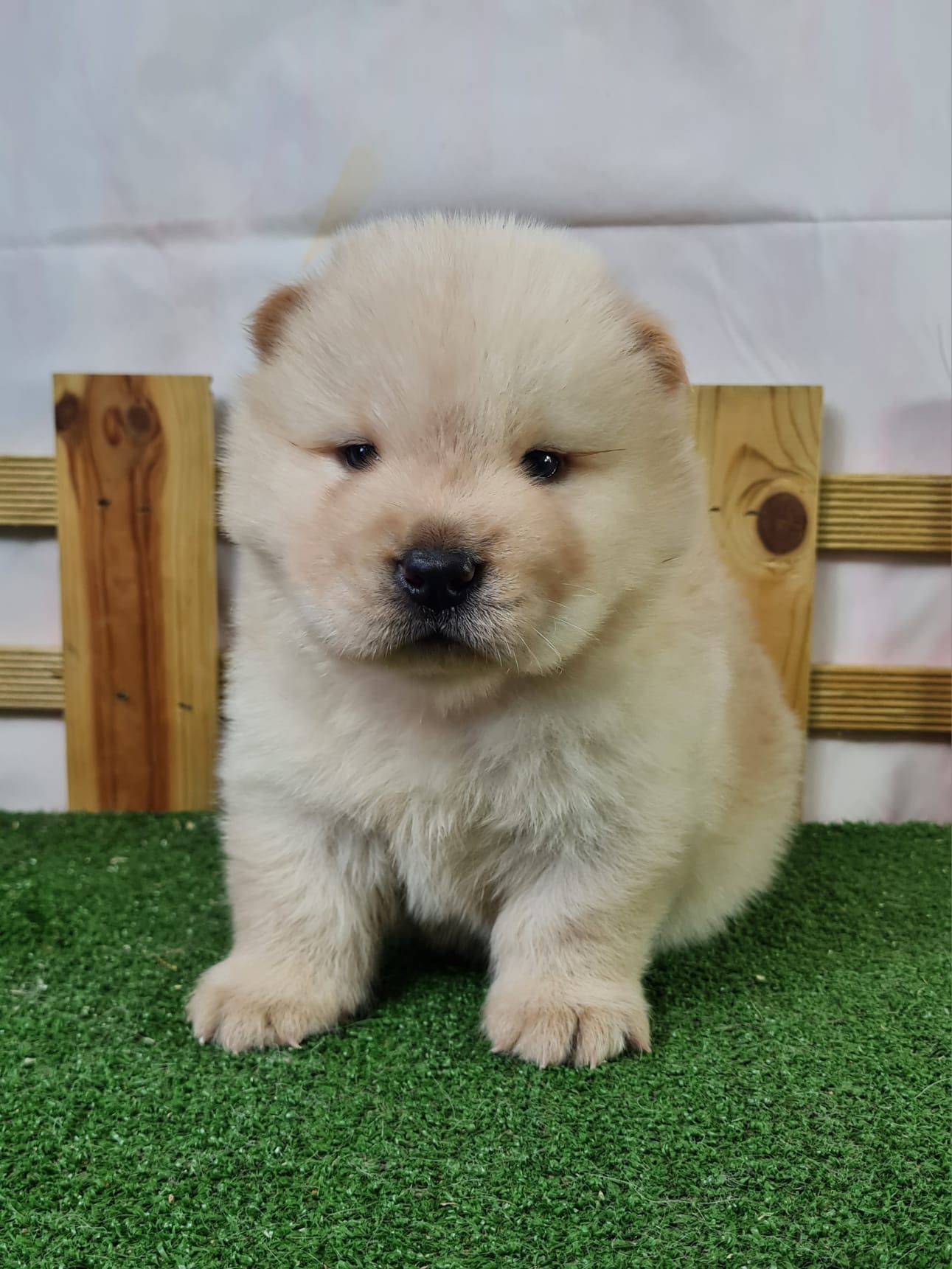 Chiot chow chow mâle crème