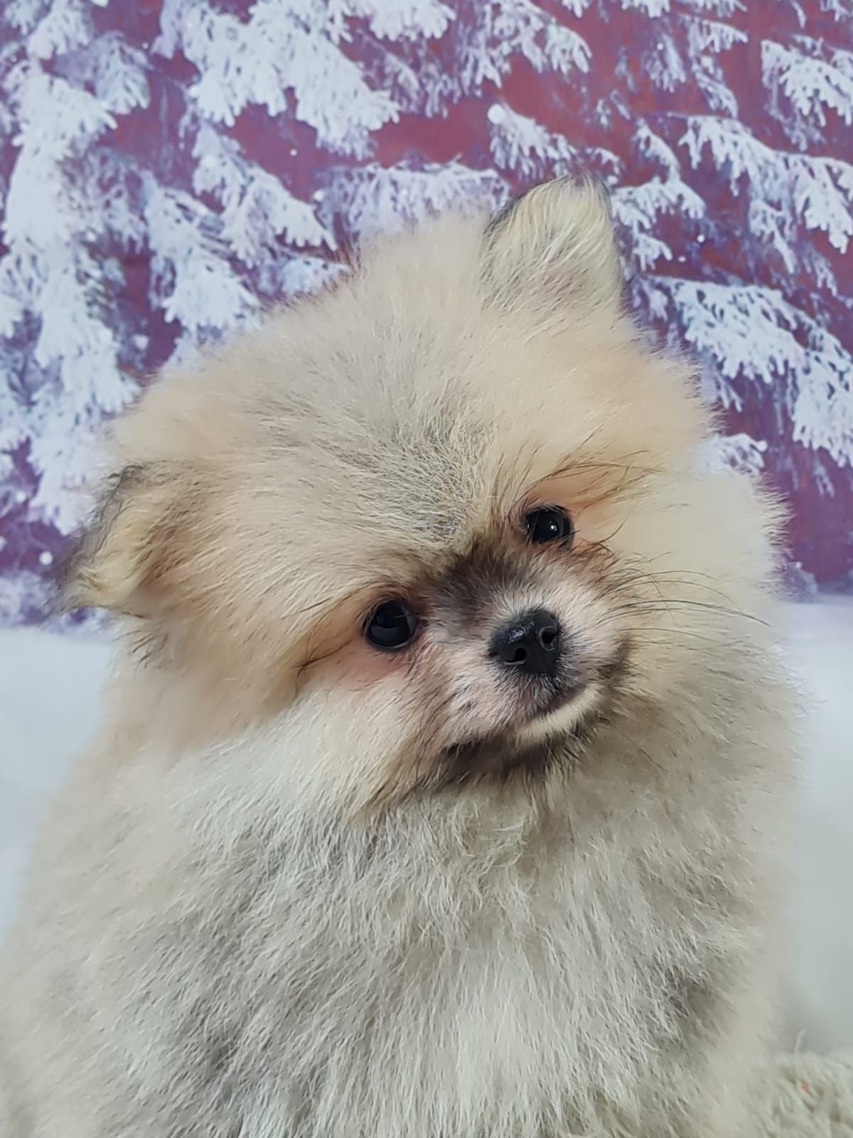Chiot spitz allemand nain mâle crème