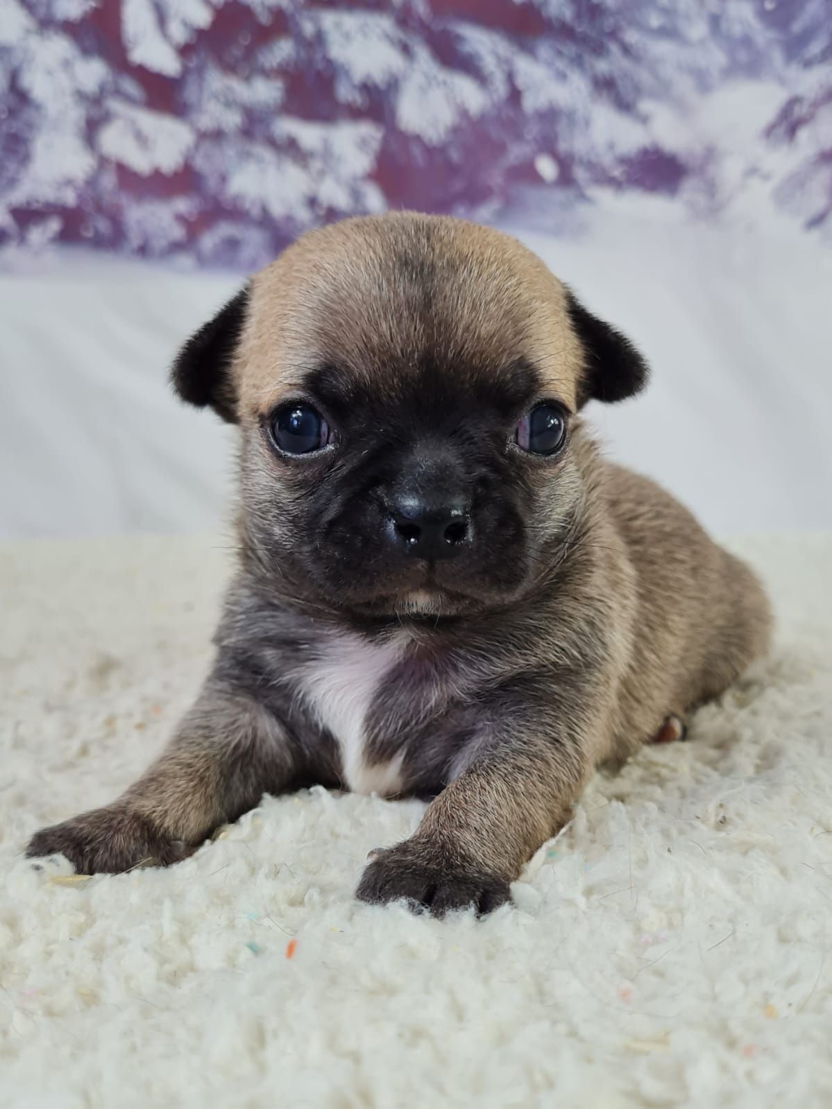 Chiot chihuahua mâle