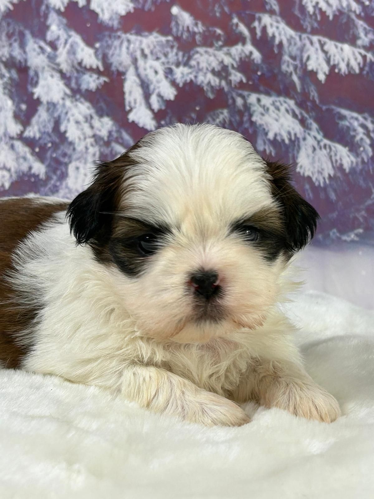 Chiot shih tzu mâle bicolore