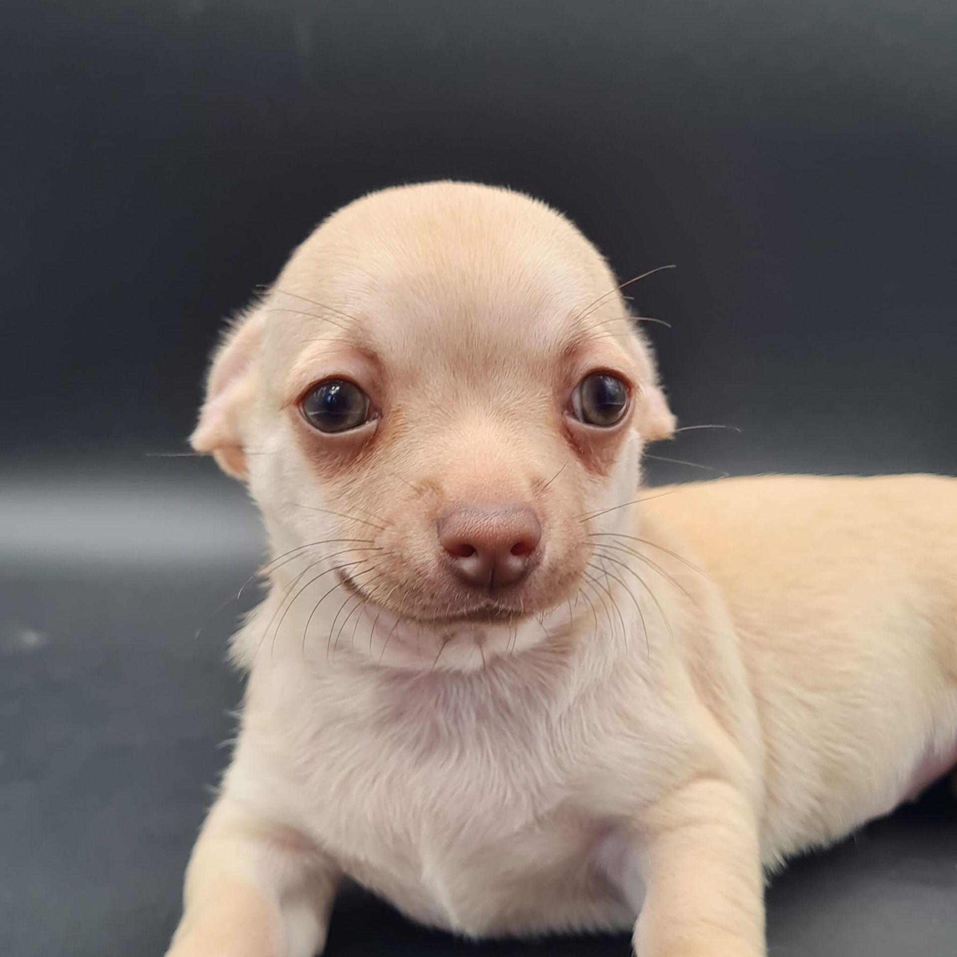 Chiot chihuahua mâle