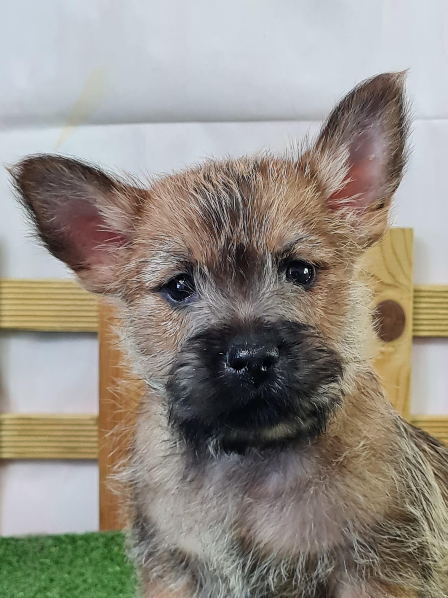 Cairn terrier 