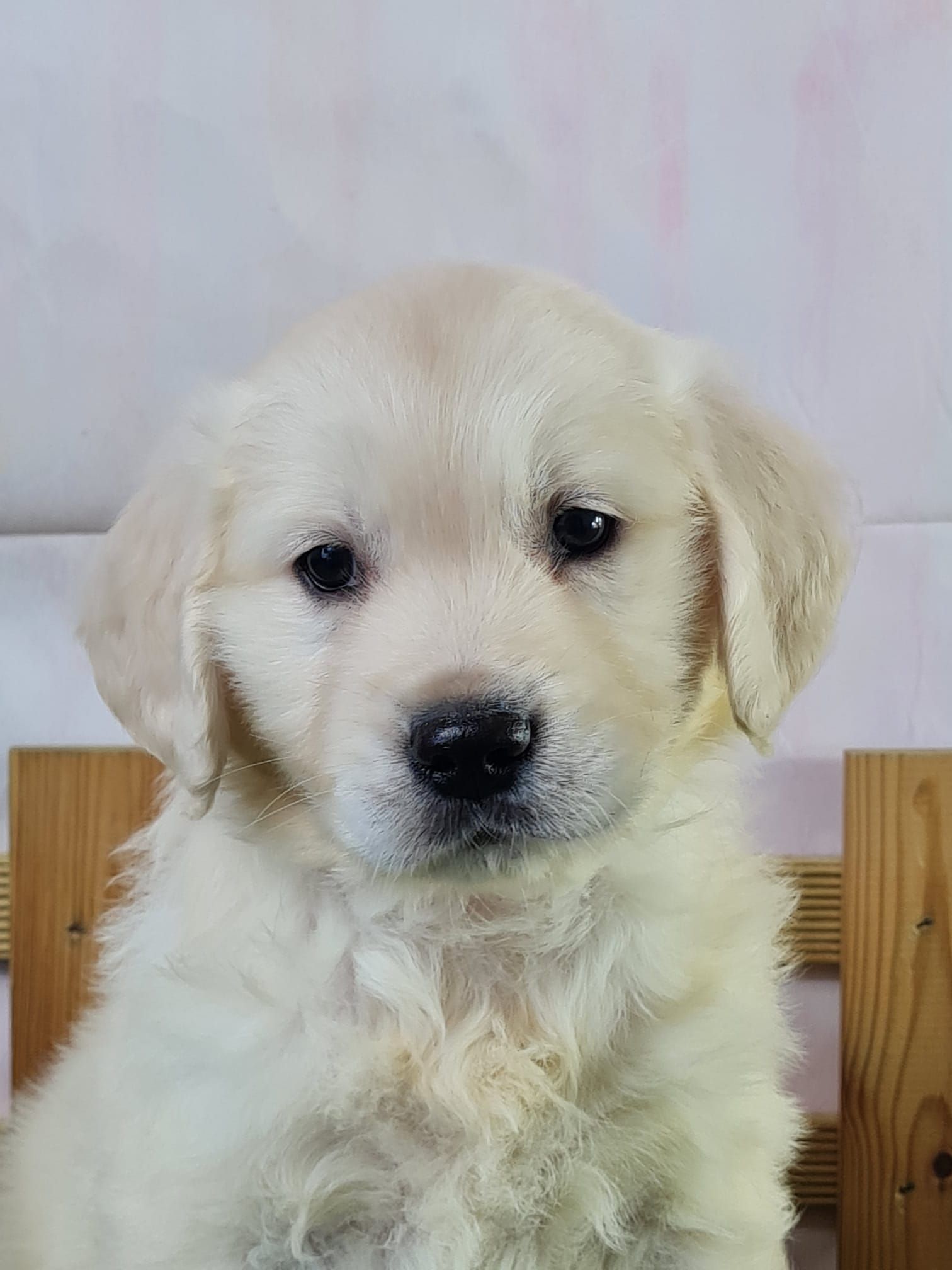 Chiot golden retriever mâle couleur sable