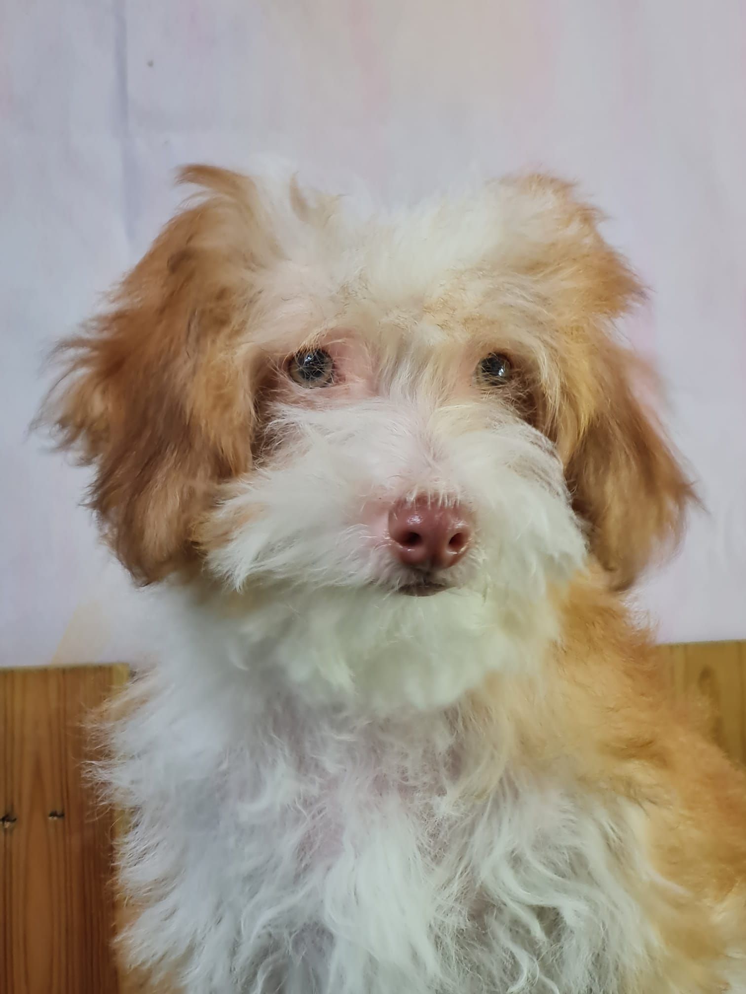 Jeune chien chinois à crête variété houpette mâle marron et blanc