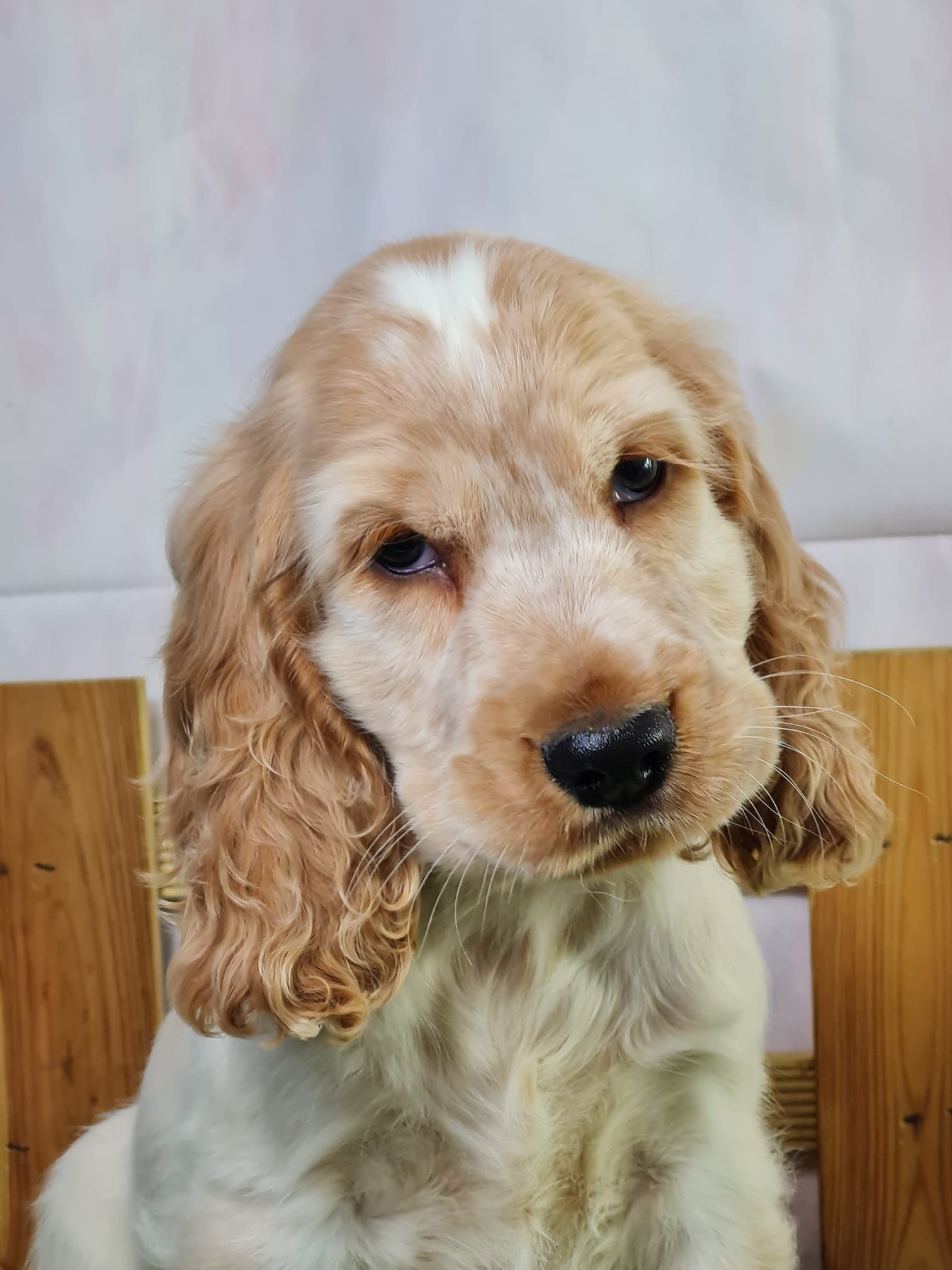 Chiot cocker anglais mâle