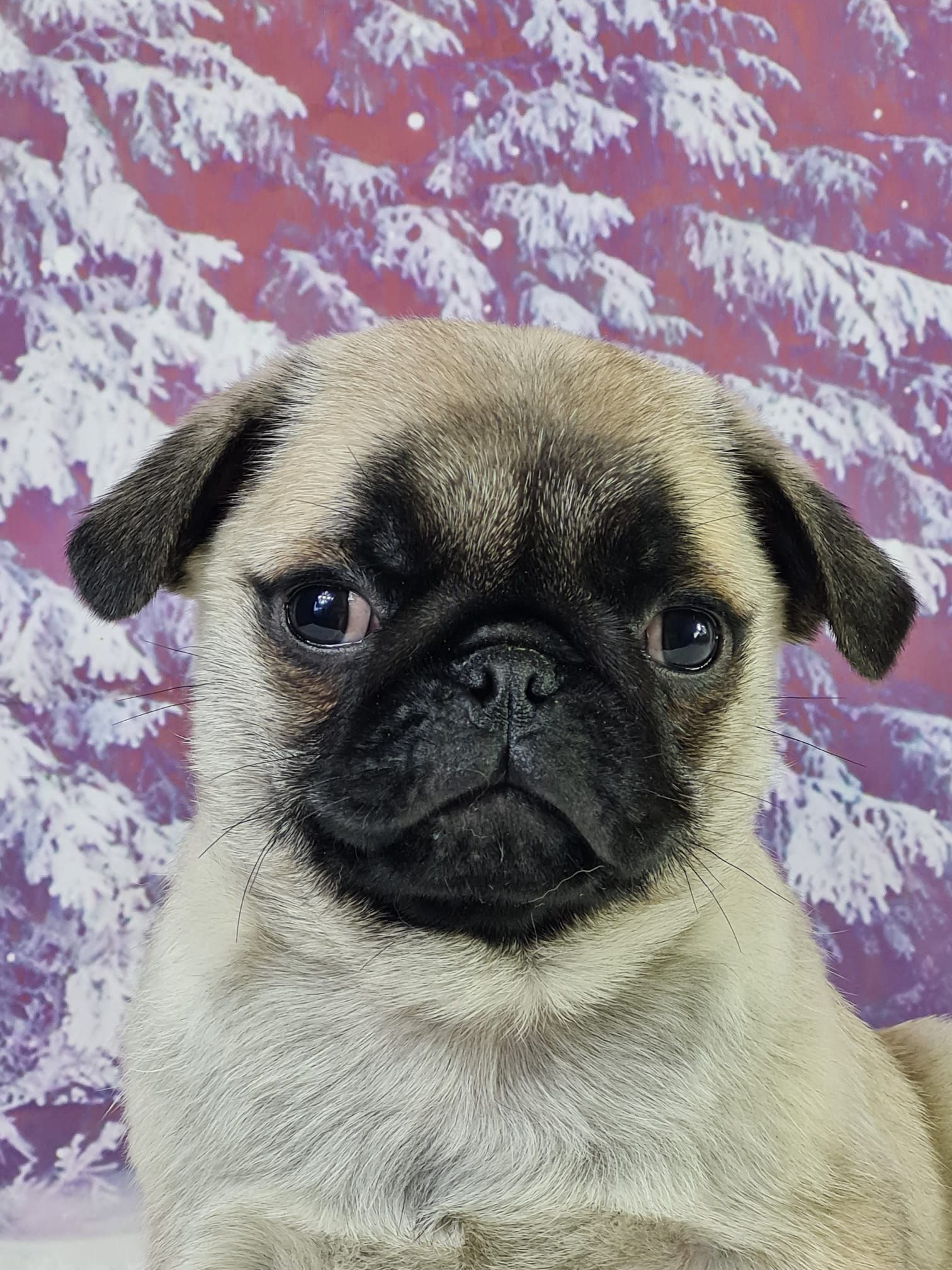 Chiot carlin mâle sable masque noir