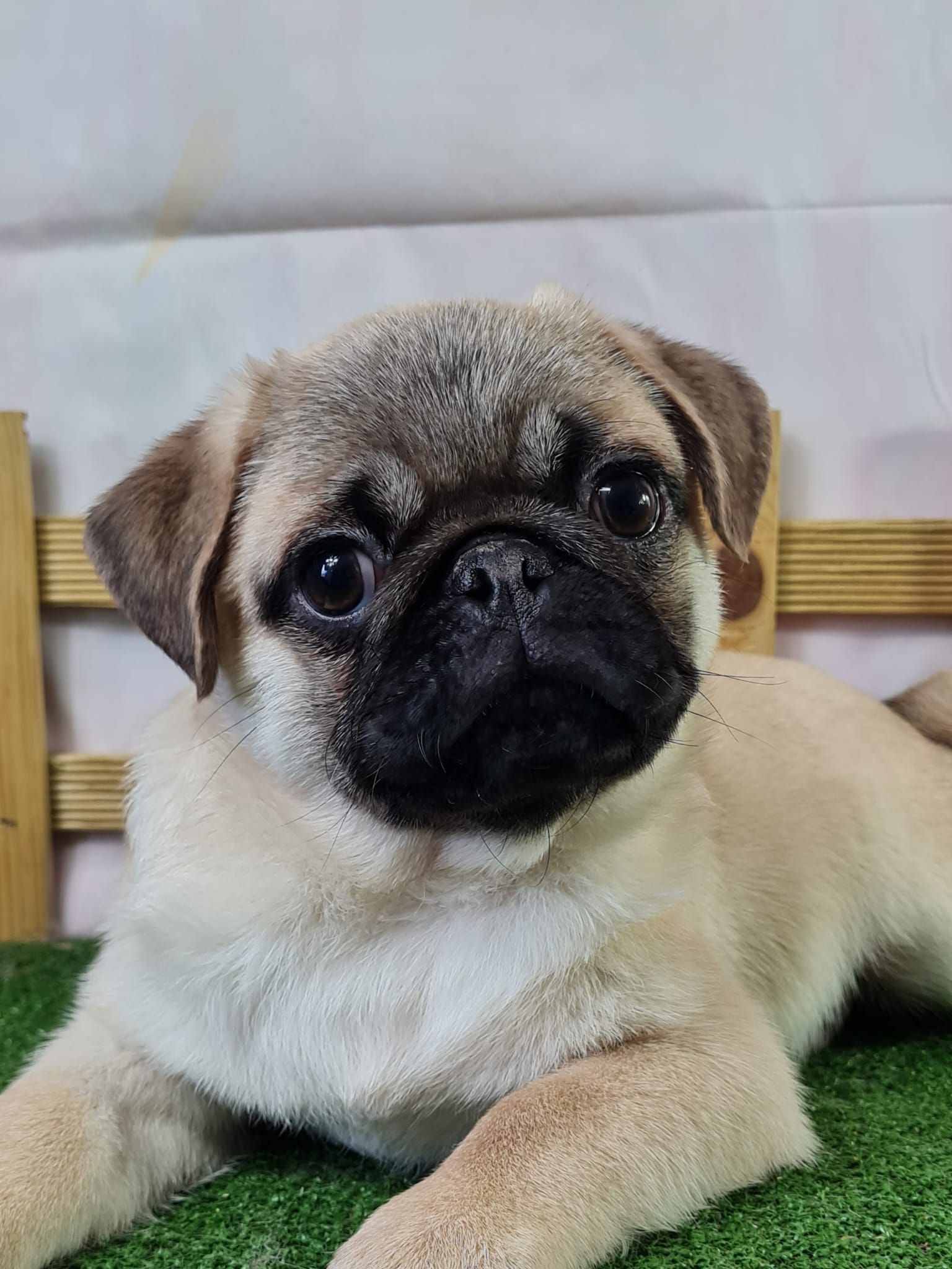 Chiot Carlin de couleur sable avec masque noir.