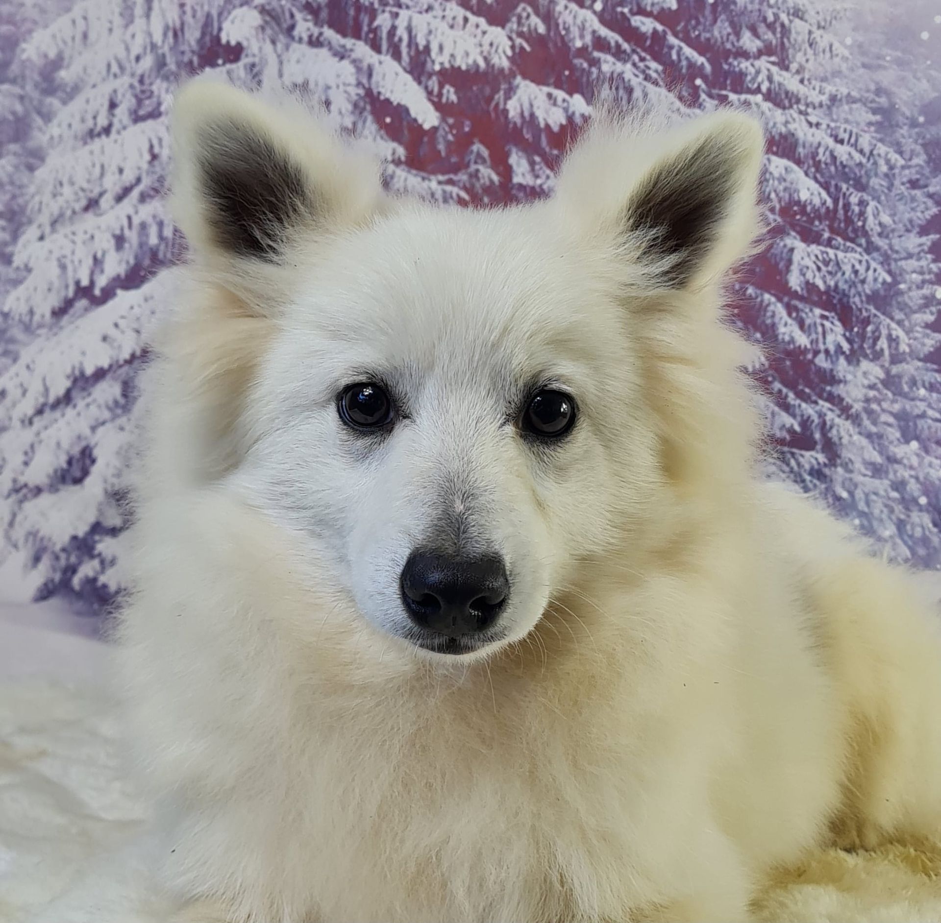 Chiot spitz volpino mâle