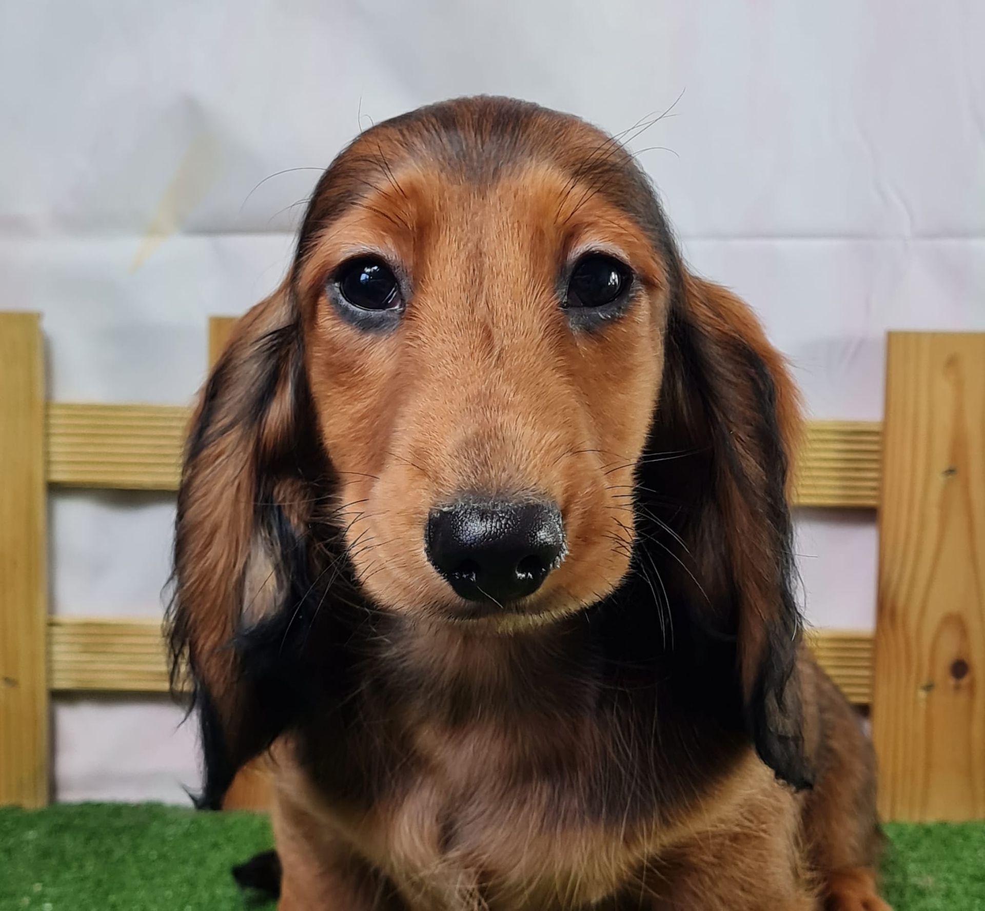 Chiot teckel poil long mâle