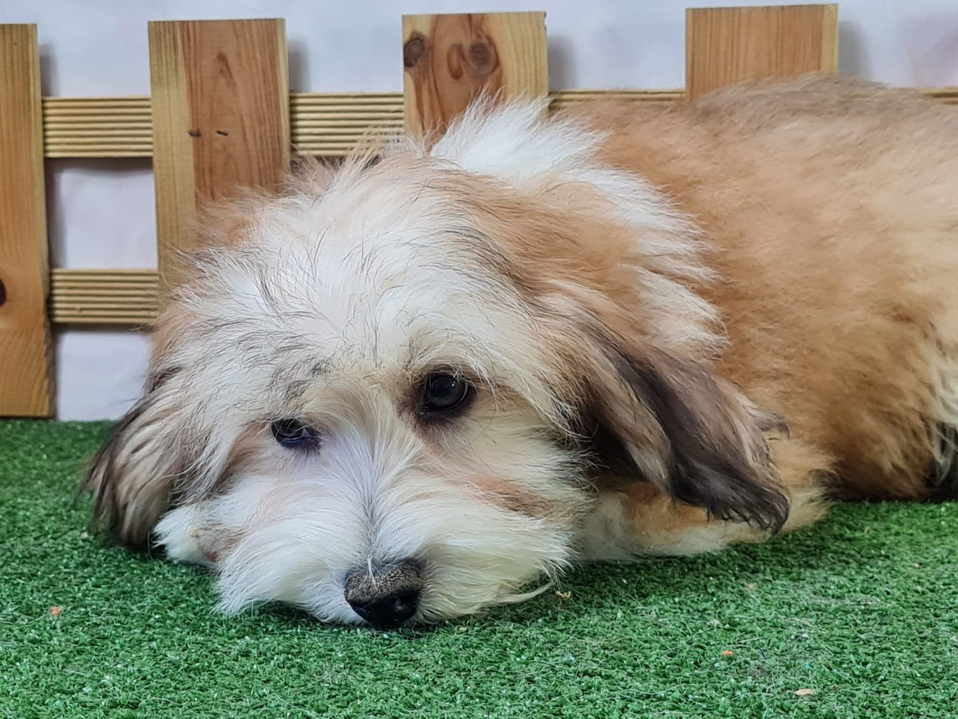 Chiot chinois à crête variété houpette mâle marron et blanc