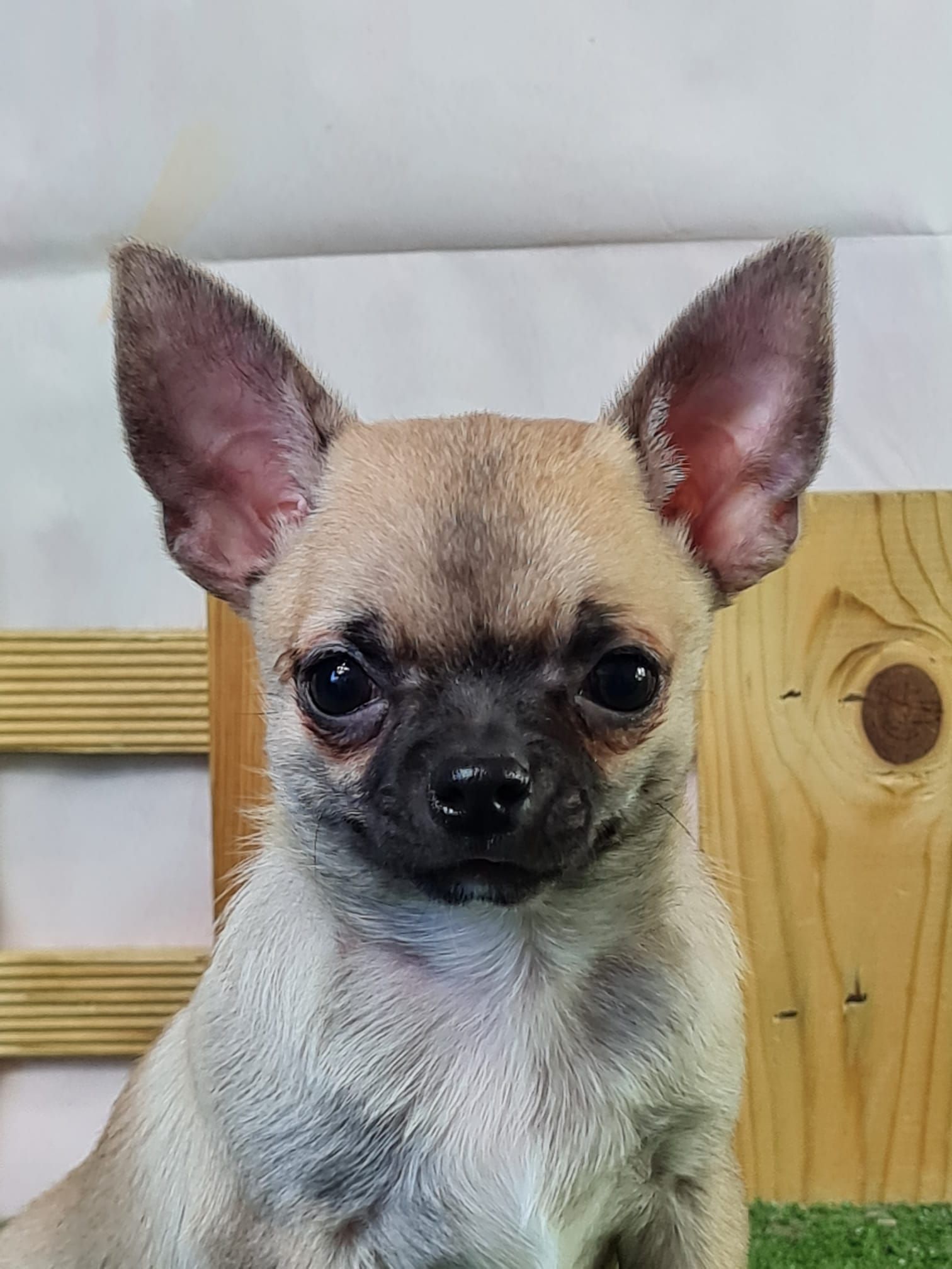 Chiot chihuahua mâle