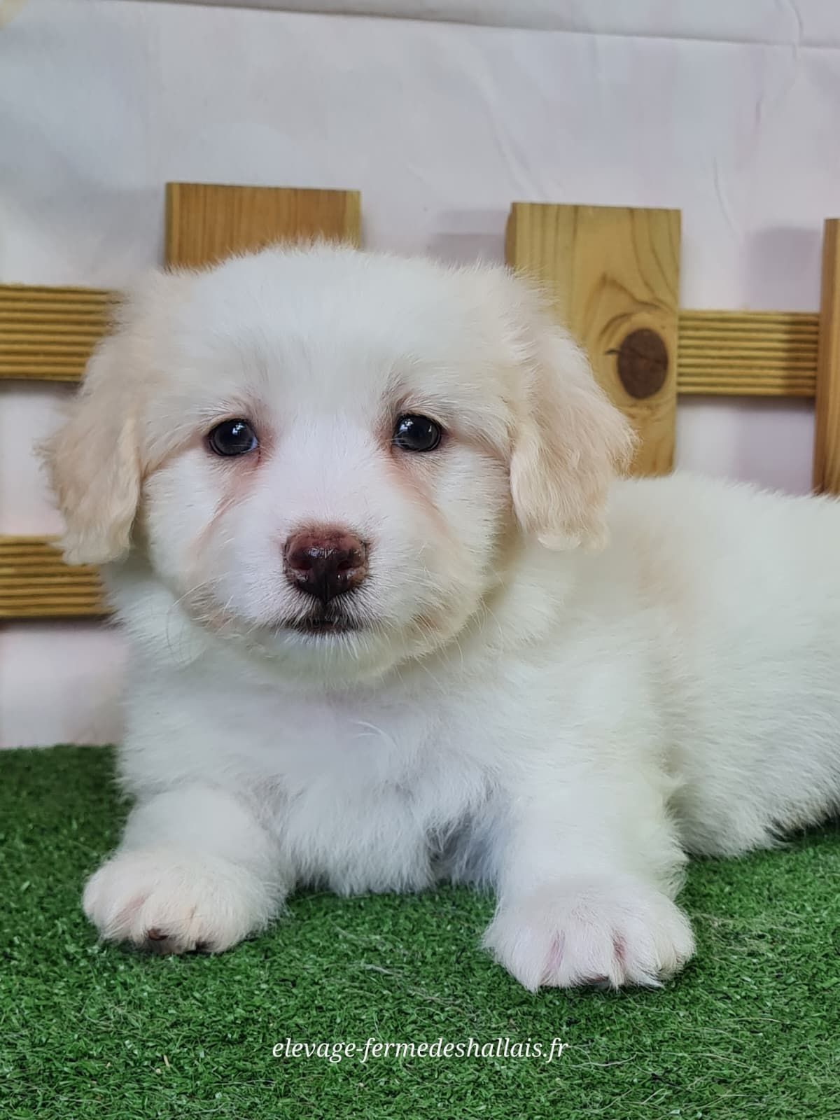 Chiot coton de tuléar mâle
