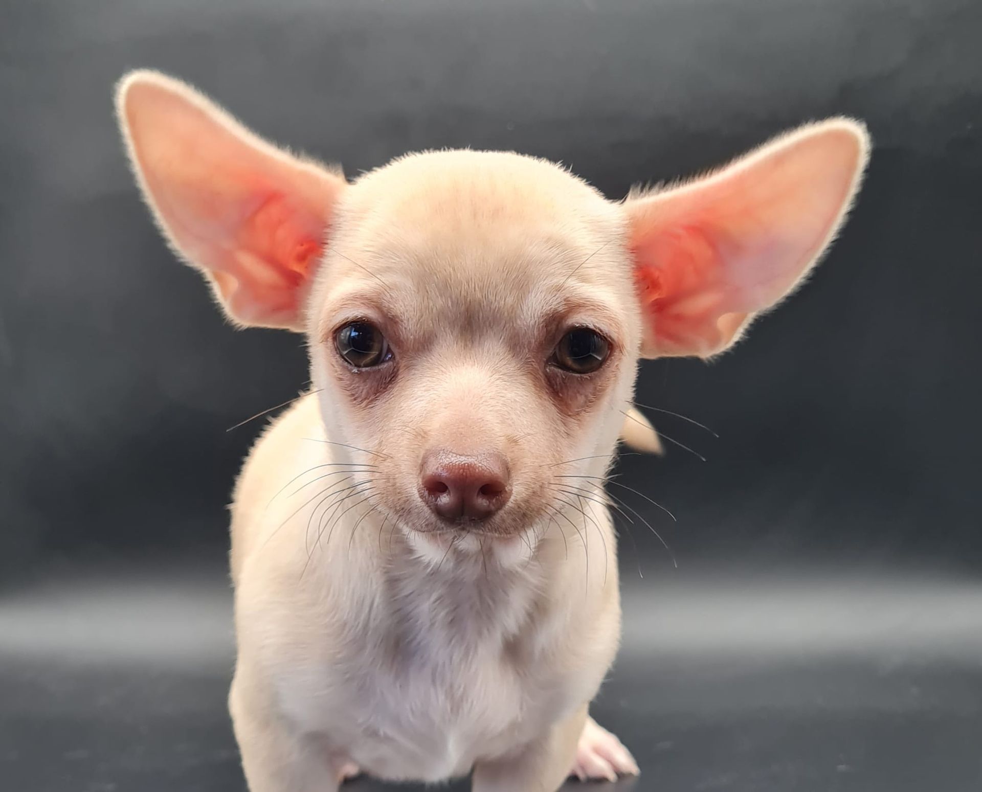Chiot chihuahua mâle