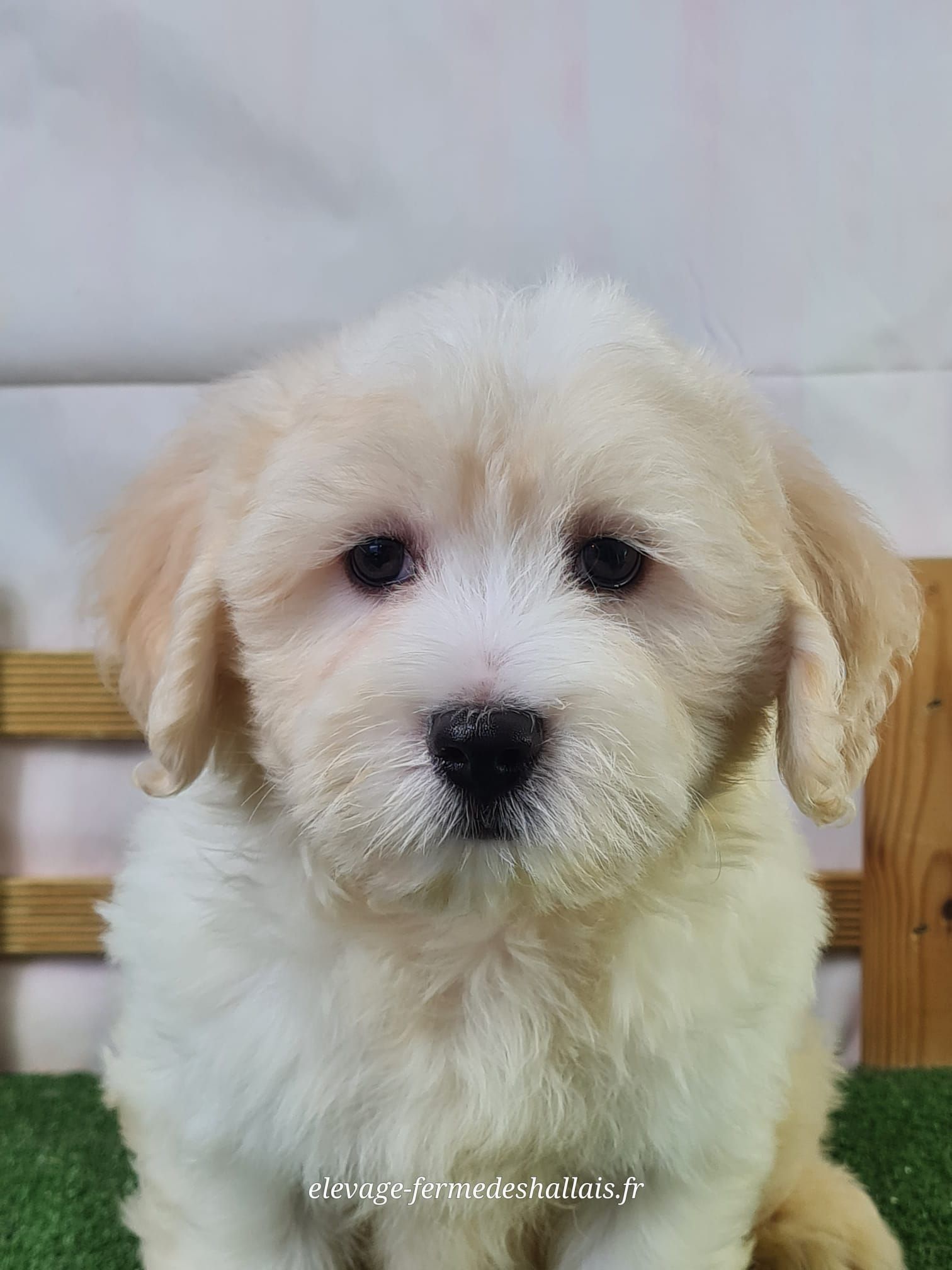 Chiot mâle coton de tuléar