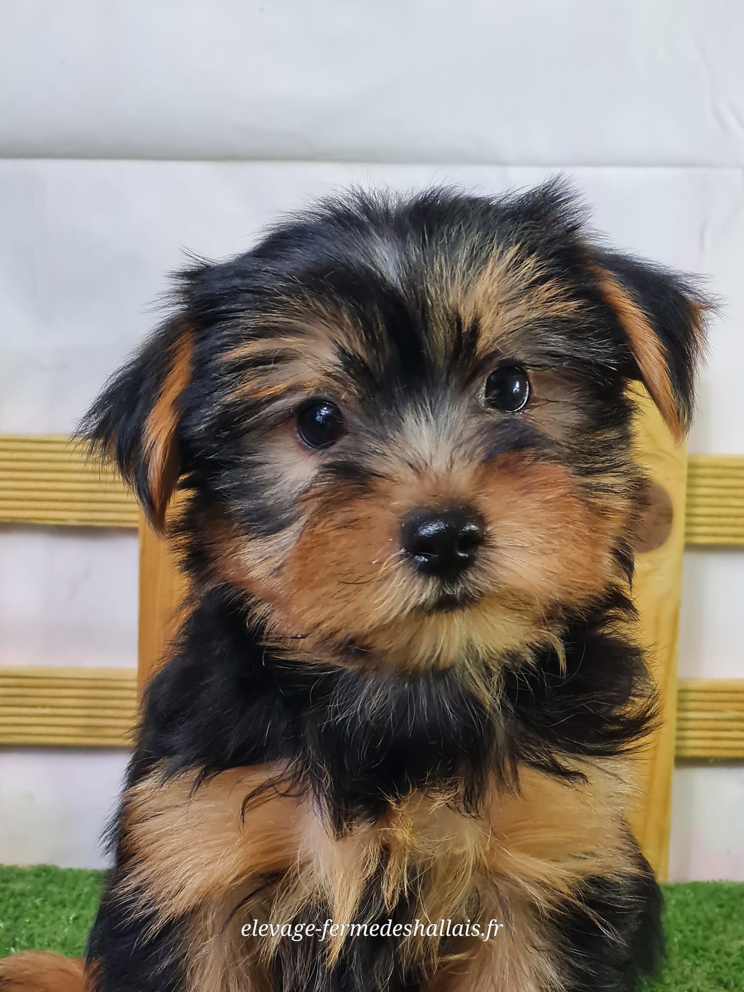 Chiot mâle yorkshire terrier
