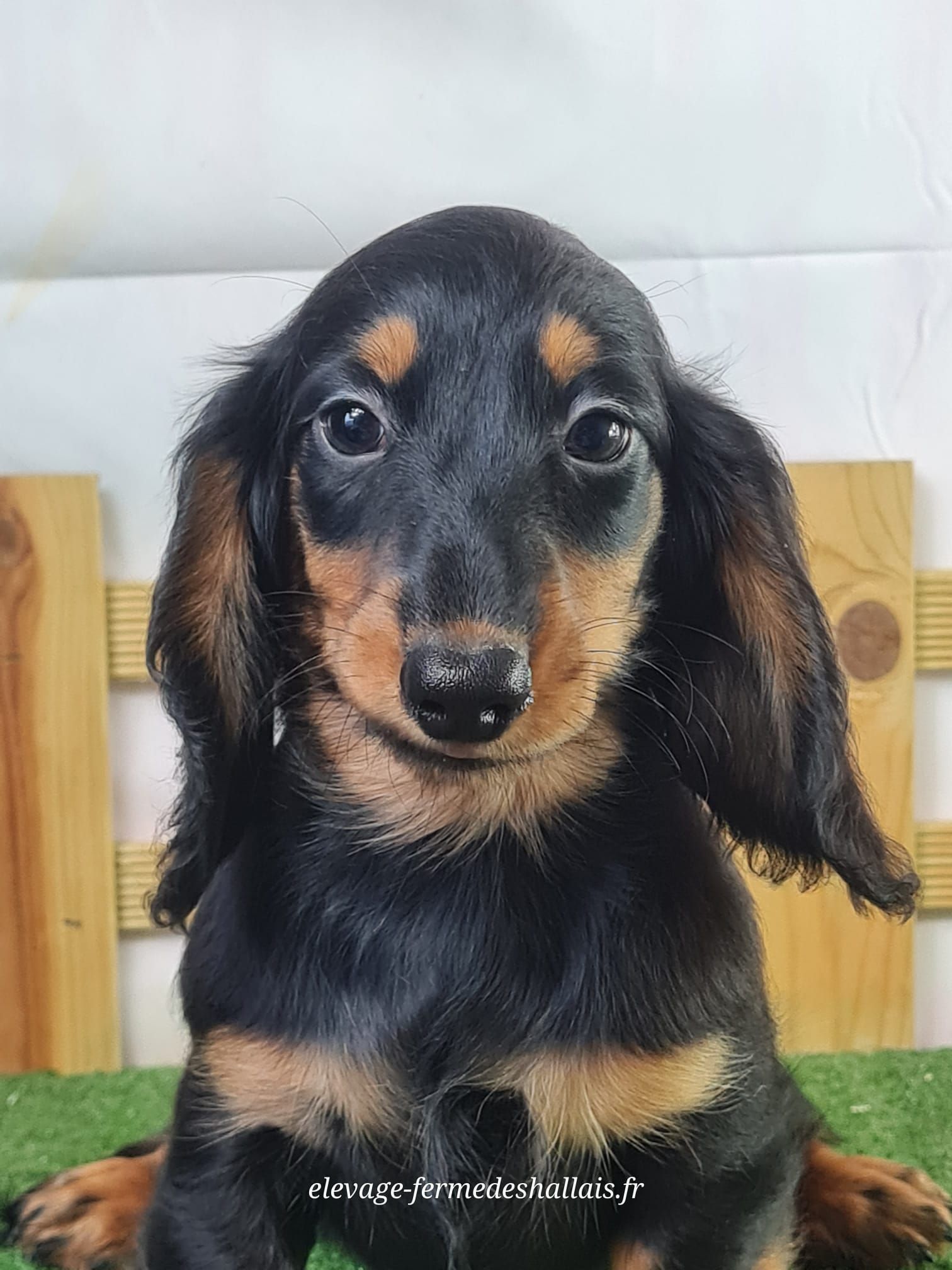 Chiot mâle teckel poil long