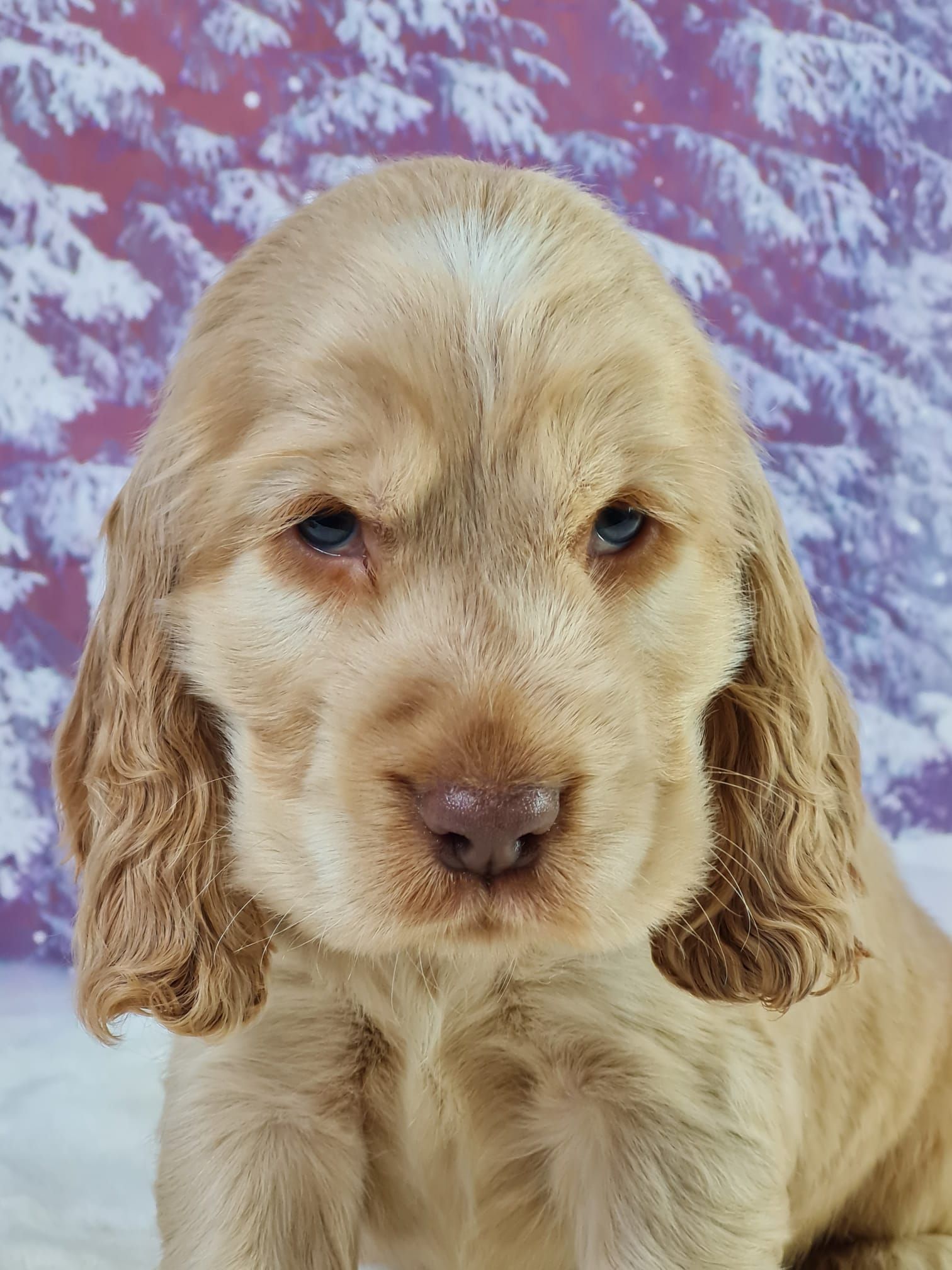Chiot cocker anglais mâle golden