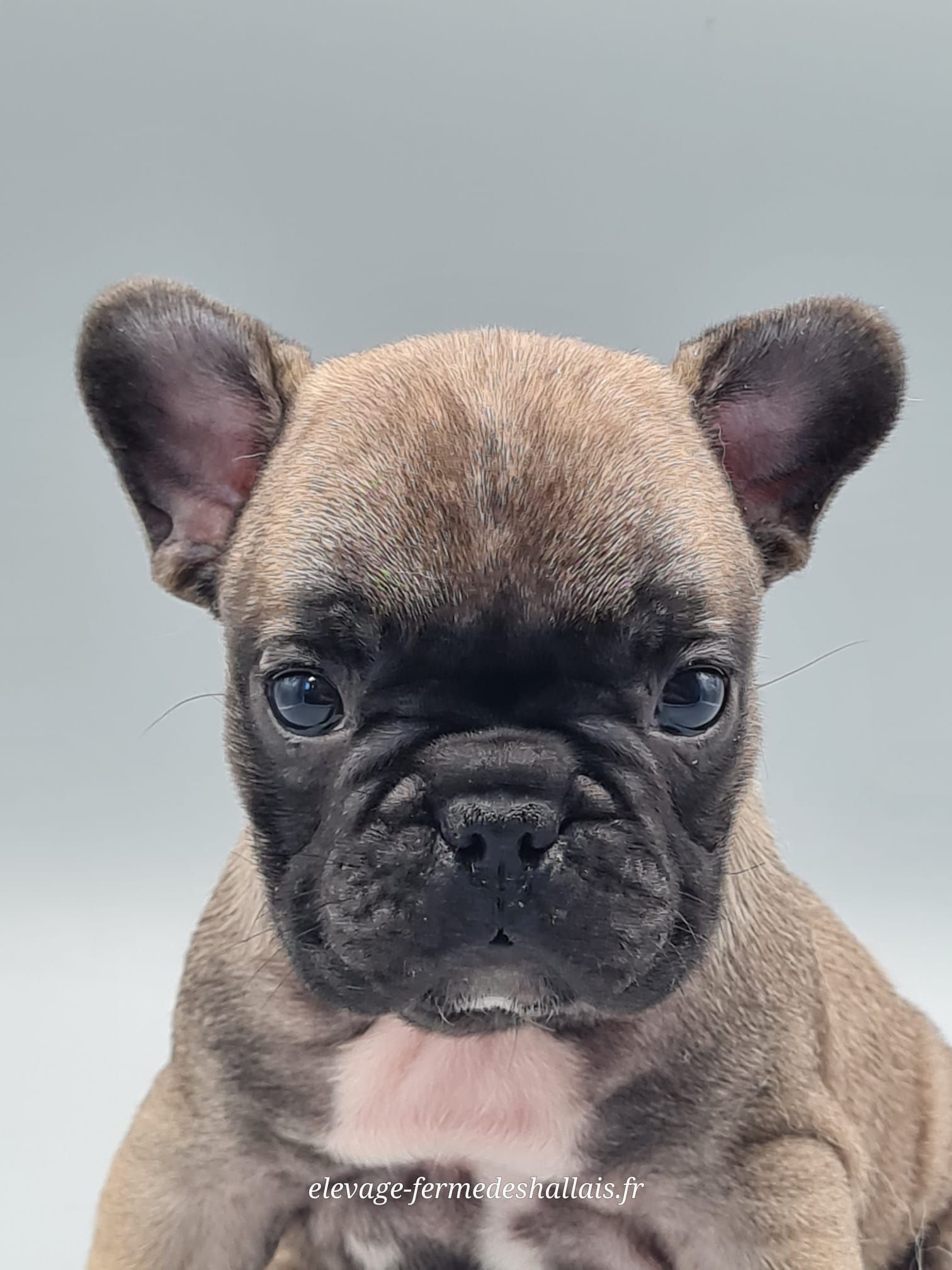 Chiot bouledogue français mâle