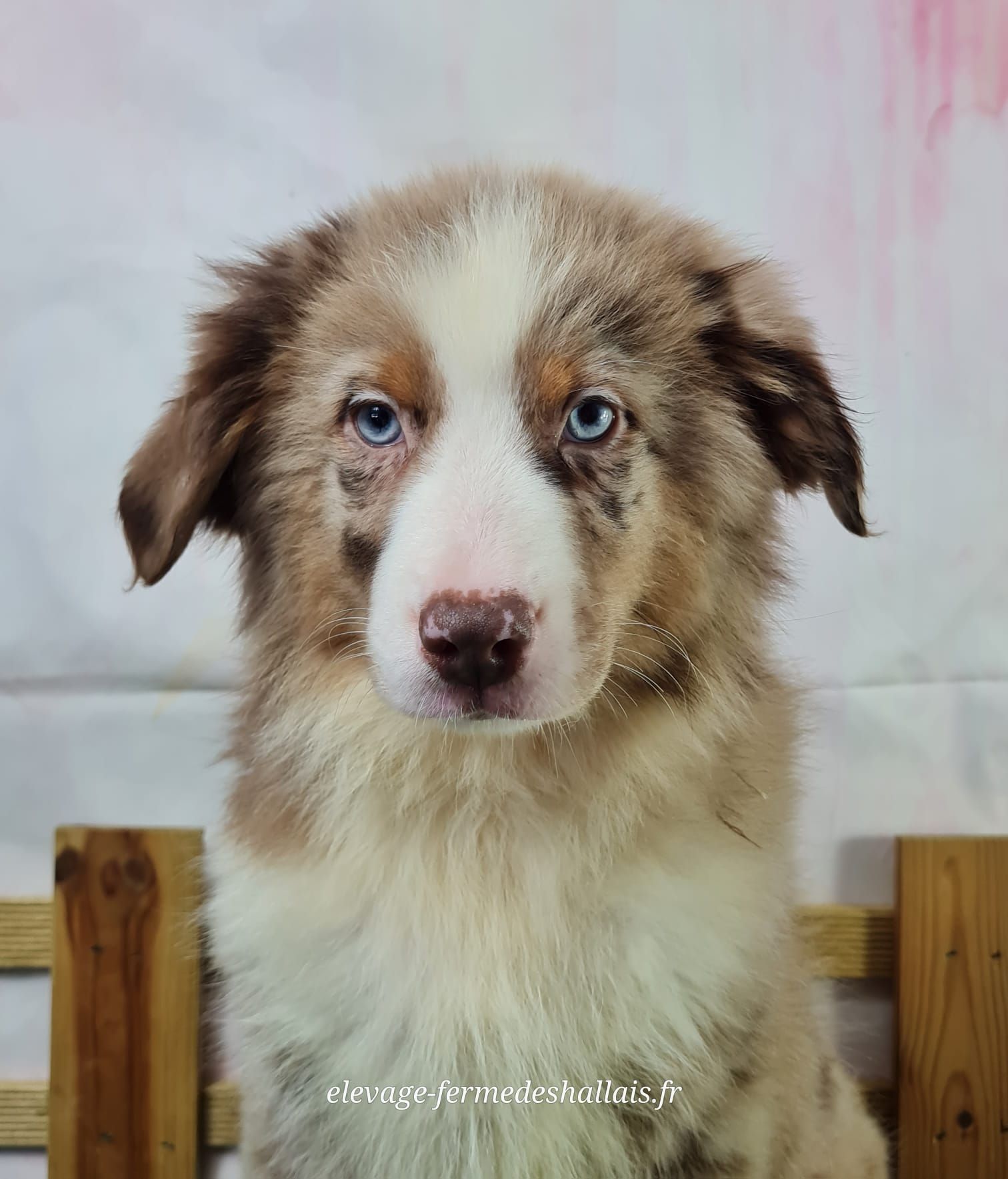 Chiot berger américain miniature mâle rouge merle