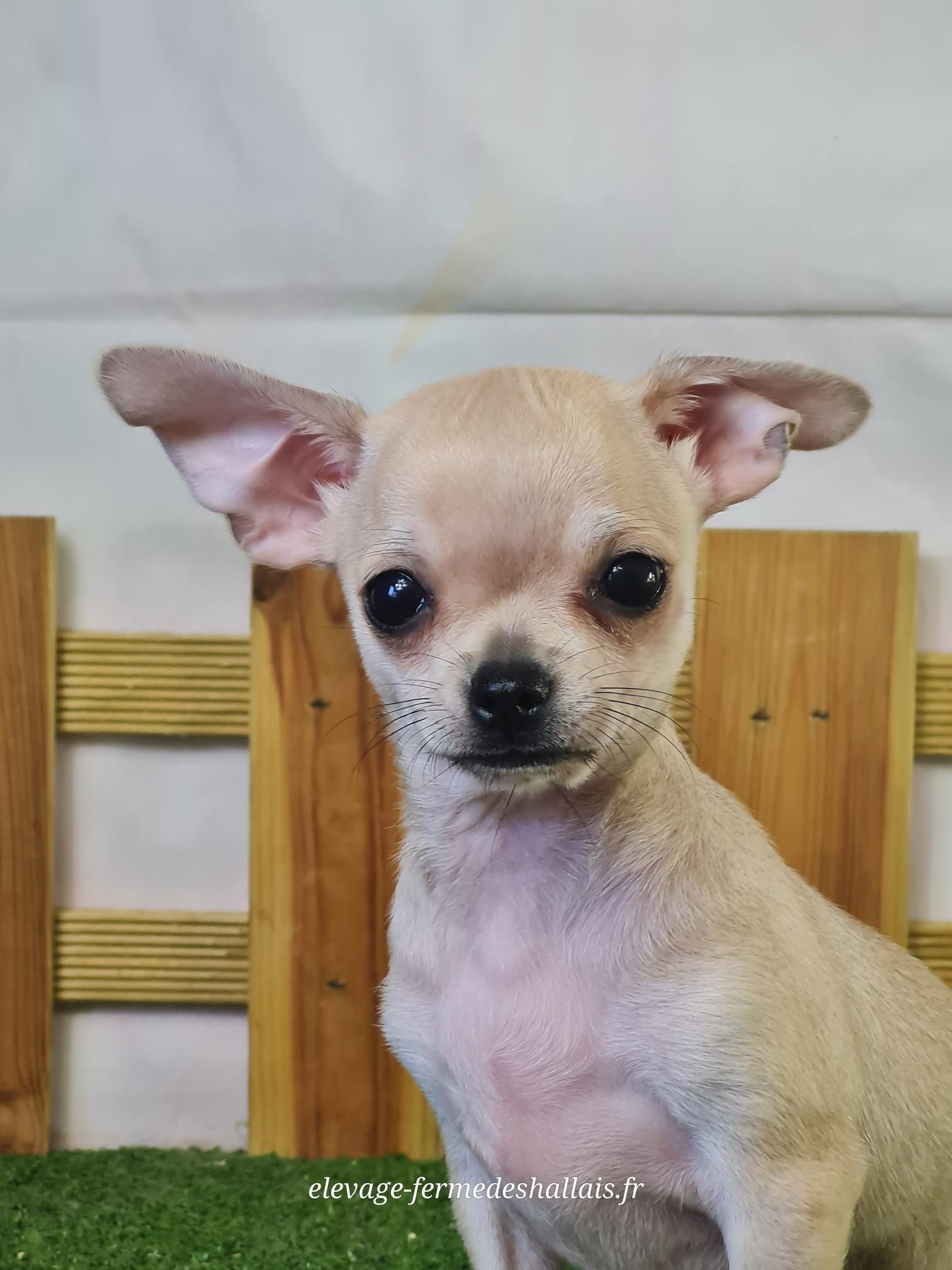 Chiot chihuahua mâle