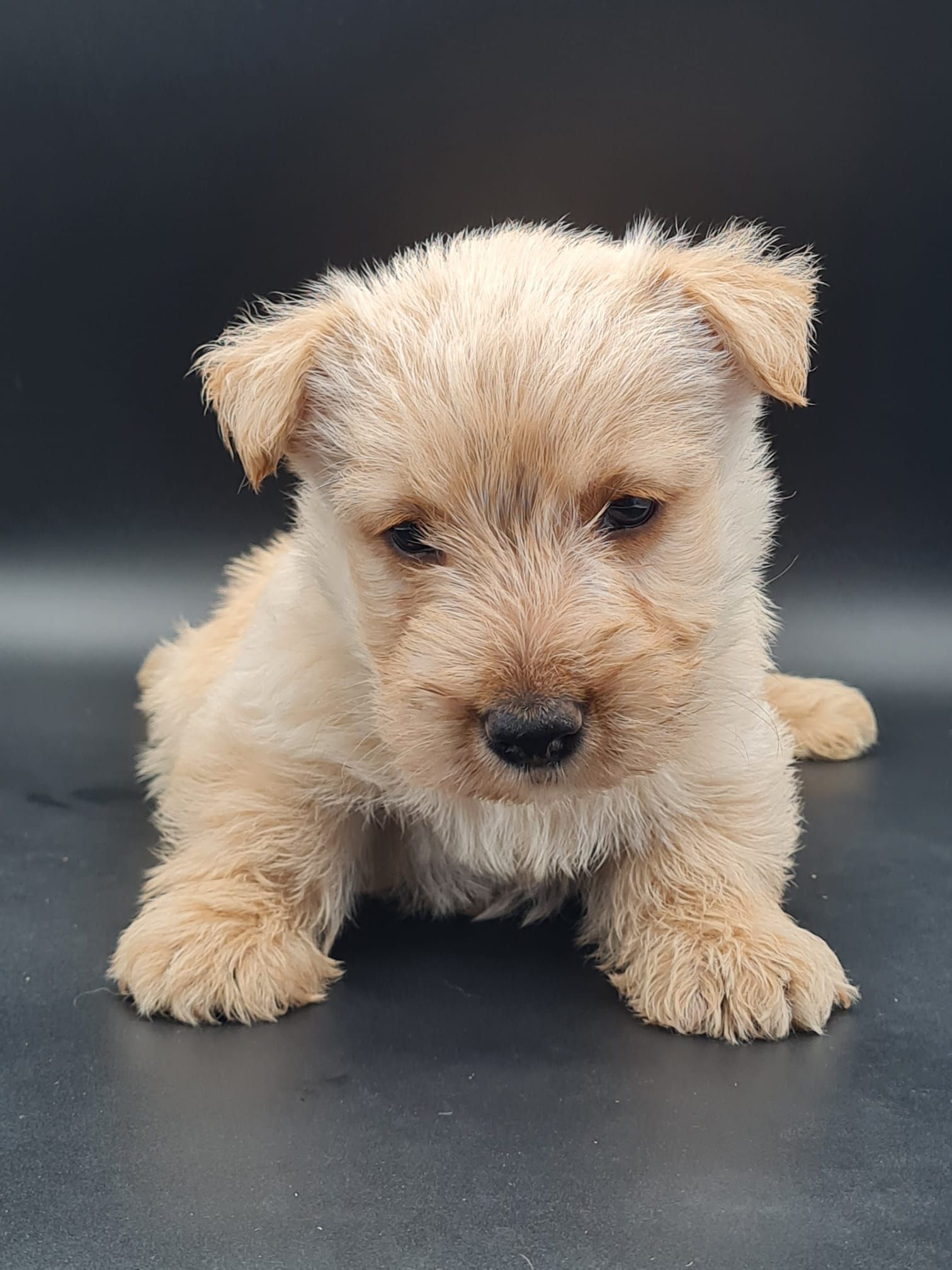 Chiot scottish terrier mâle ivoire