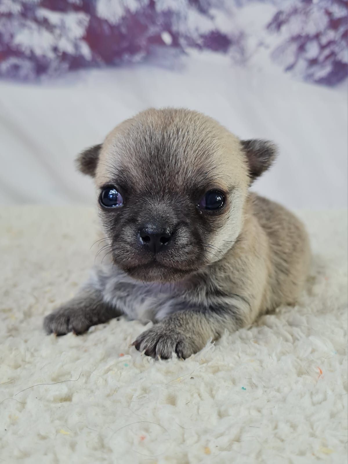 Chiot chihuahua mâle