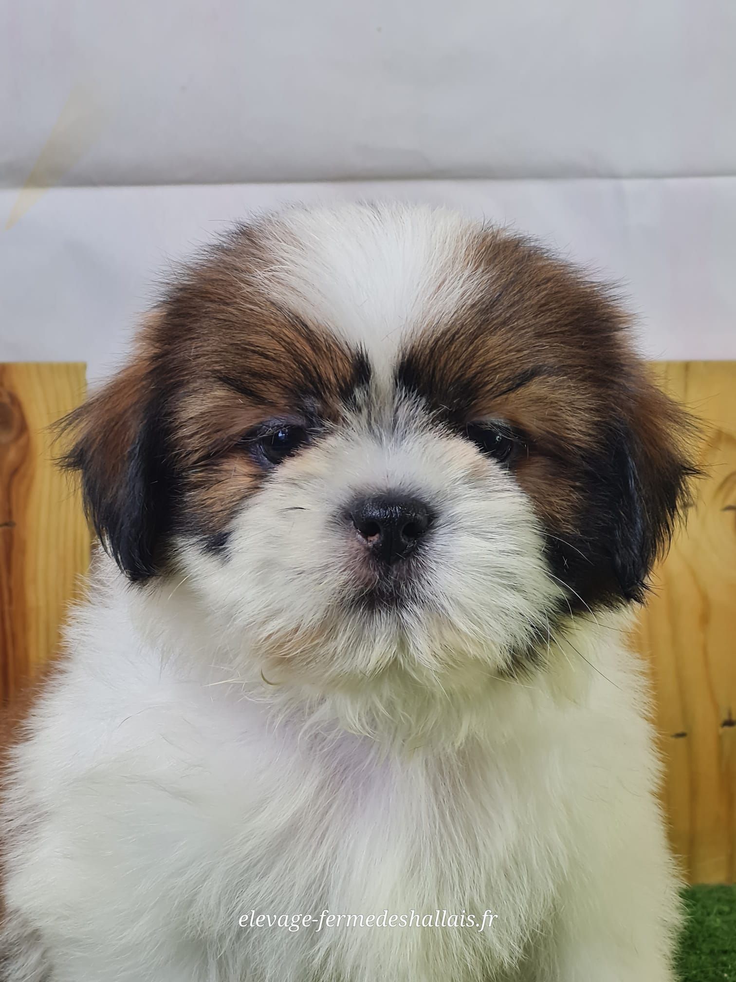 Chiot mâle shih tzu